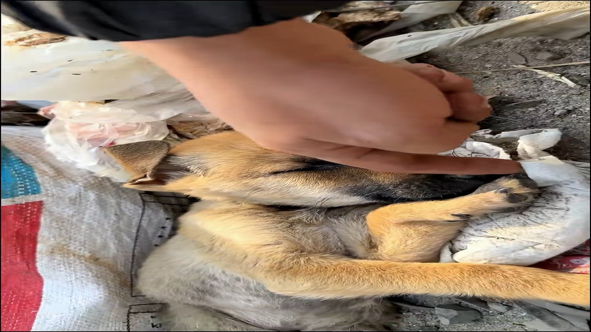 Full Video : N1908072_Rescue a puppy #rescue #animal #animalsoftiktok #rescueanimals #puppy #puppytiktok #rescuedog