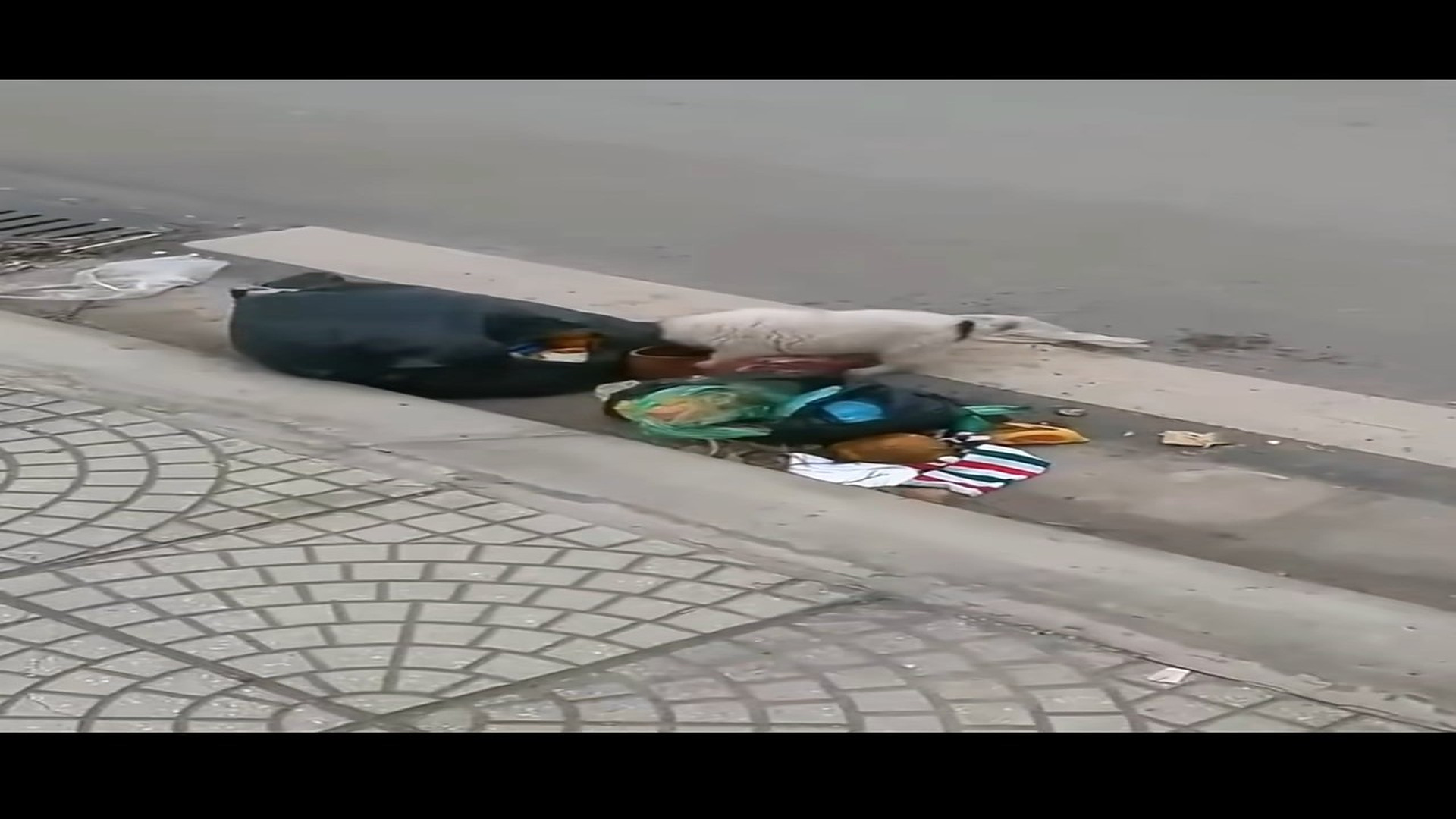 Full Video : N1908075_Rescue a puppy lost mother #animals #rescue #dog #dogsoftiktok #puppy