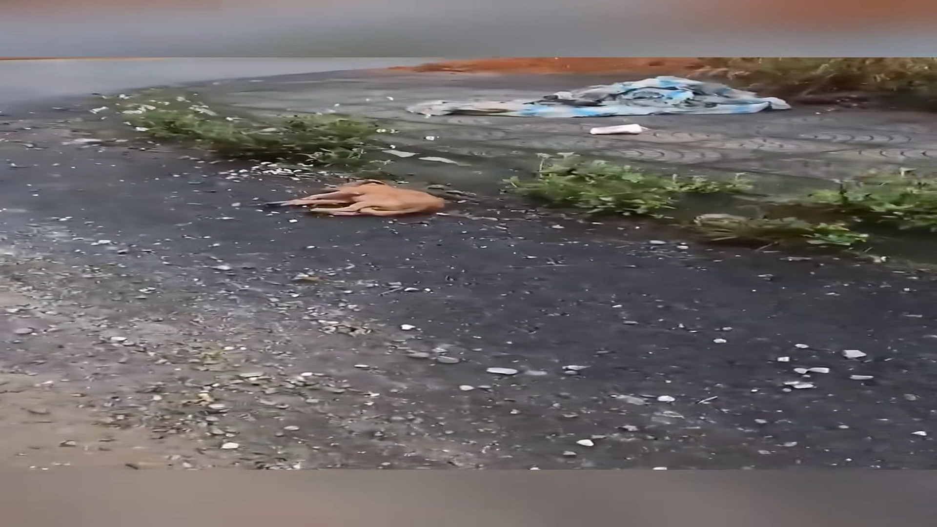 Full Video : N1908076_Rescue a puppy on the road #rescue #animal #animalsoftiktok #rescueanimals #puppy #puppytiktok
