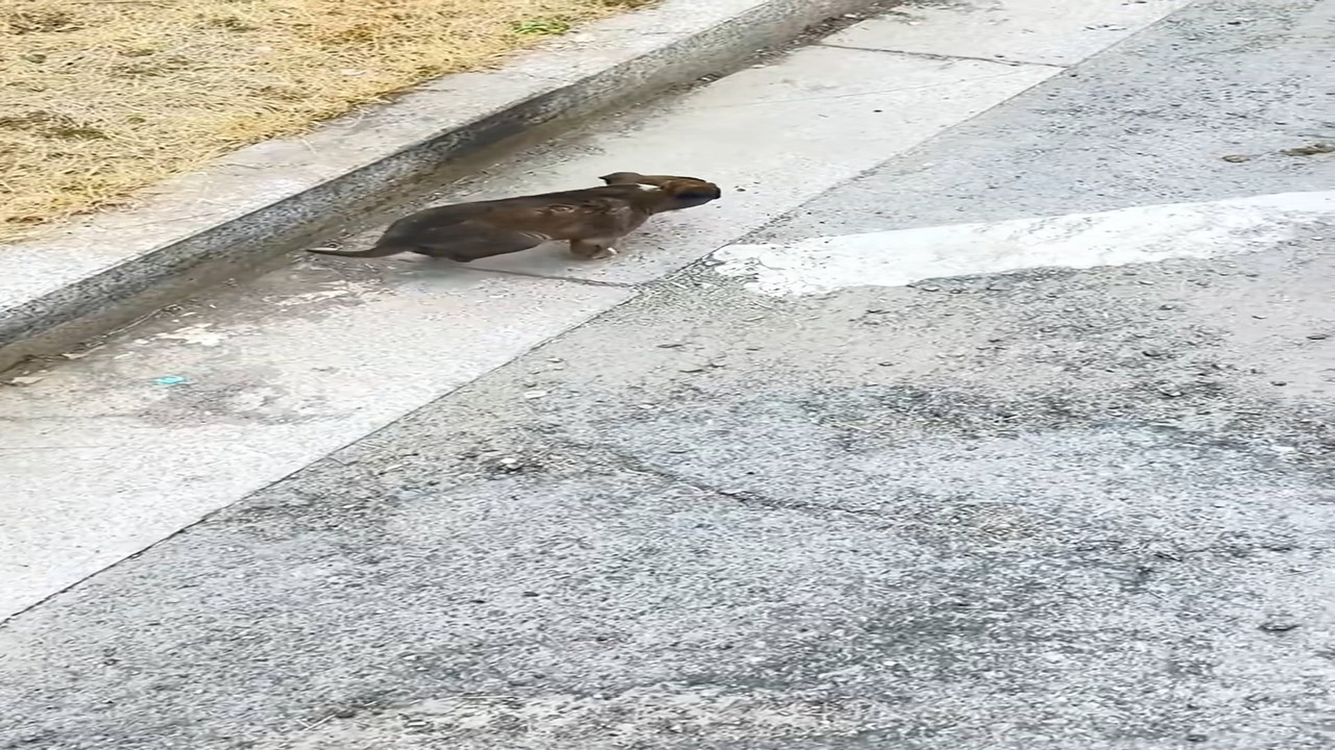 Full Video : N1908077_Rescue a puppy on the road #rescue #animal #animalsoftiktok #rescueanimals #rescuedog #puppy