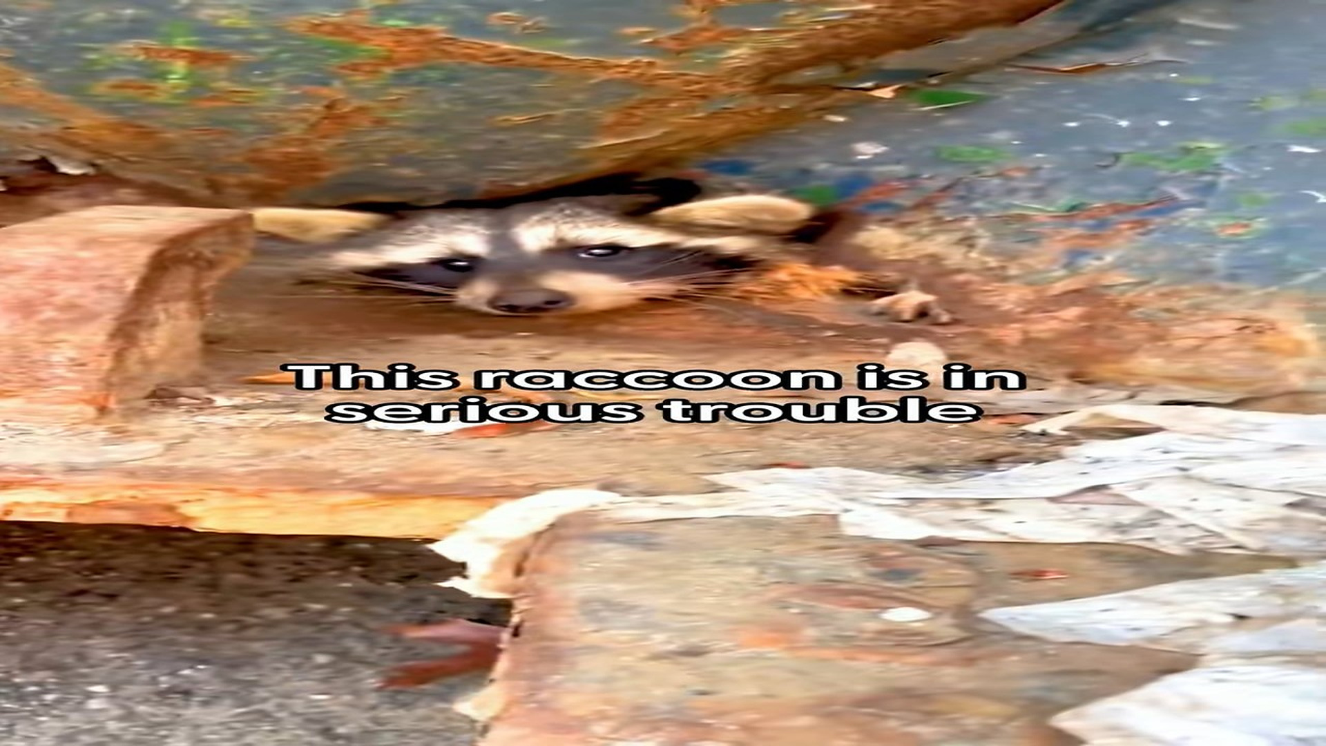 Full Video : N1908078_Rescue a raccoon #rescue #animal #rescueanimals #animalsoftiktok #raccoon