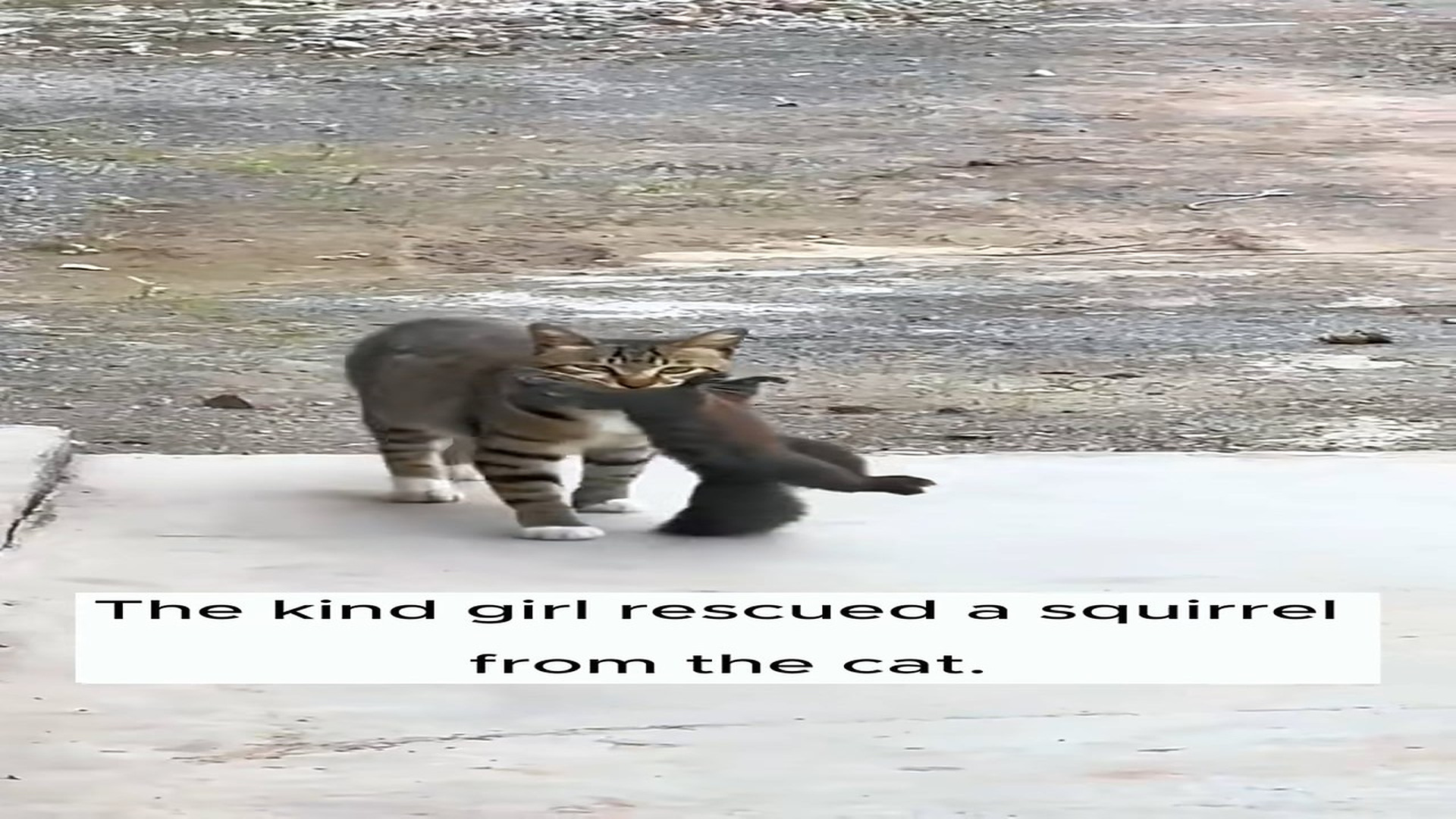 Full Video : N1908079_Rescue a squirrel from the cat #rescue #animal #rescueanimals #animalsoftiktok #squirrel