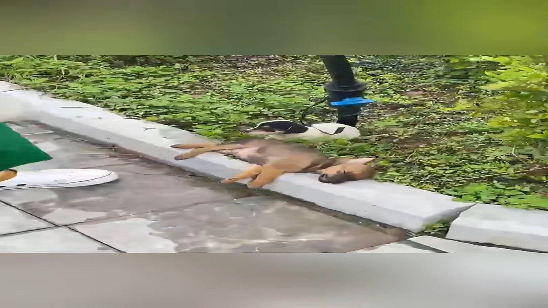 Full Video : N1908082_Rescue puppy #animal #animalsoftiktok #rescueanimals #rescue #rescuedog #dog #puppy
