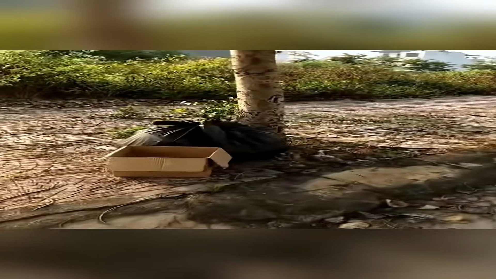 Full Video : N1908083_Rescue puppy on the road #animal #animalsoftiktok #rescueanimals #rescue #rescuedog #puppy