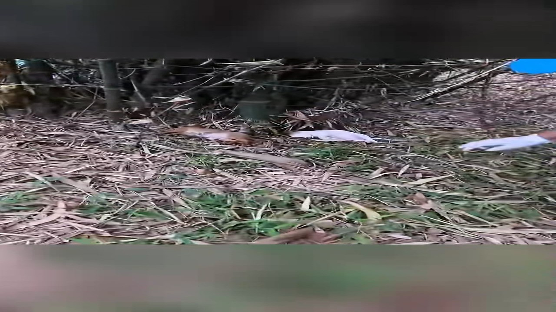 Full Video : N1908084_Rescue two puppy #animal #animalsoftiktok #rescueanimals #rescue #rescuedog #dog #puppy
