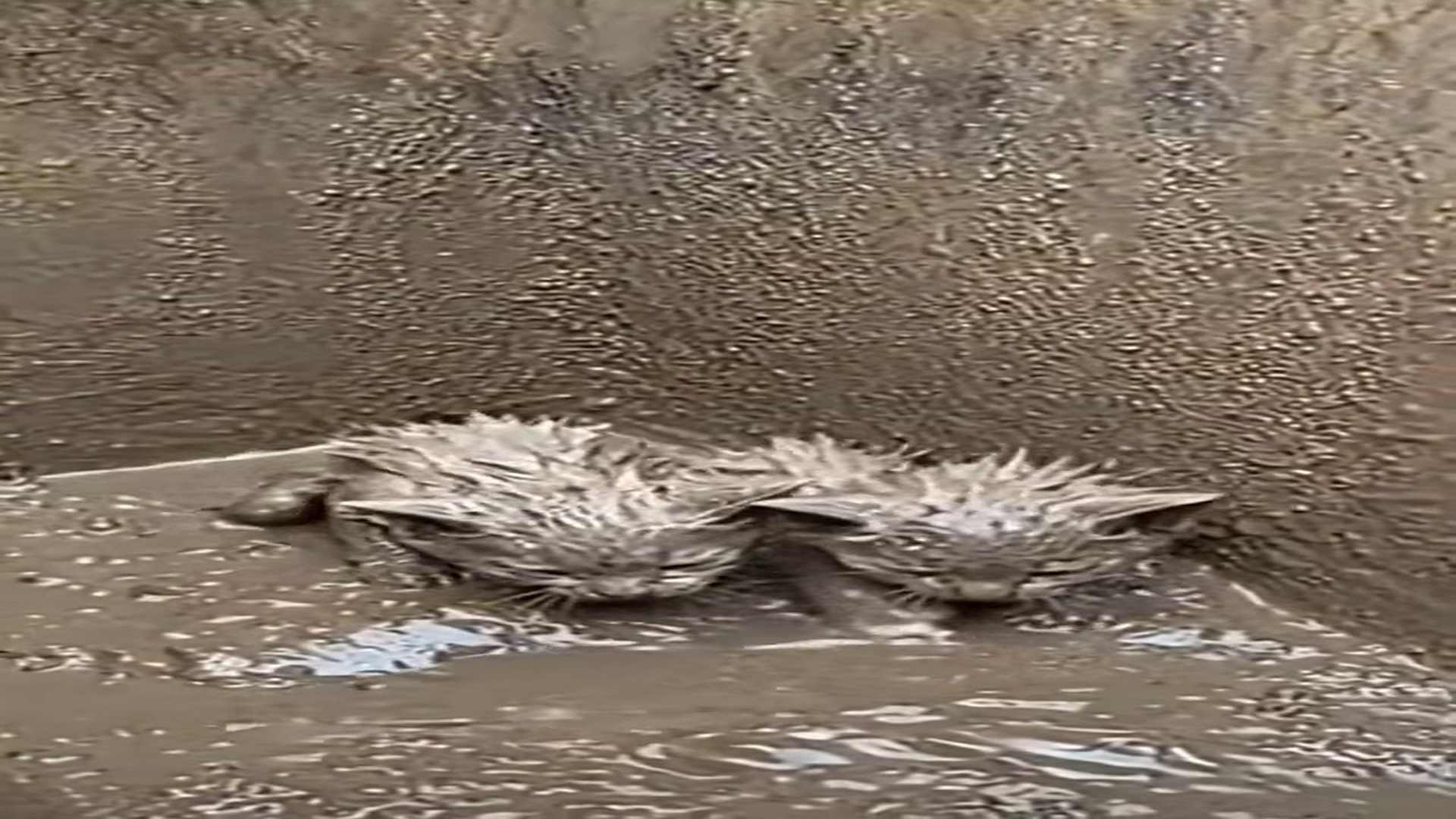 Full Video : N1908085_Rescued Mud Now They Have a Forever Home