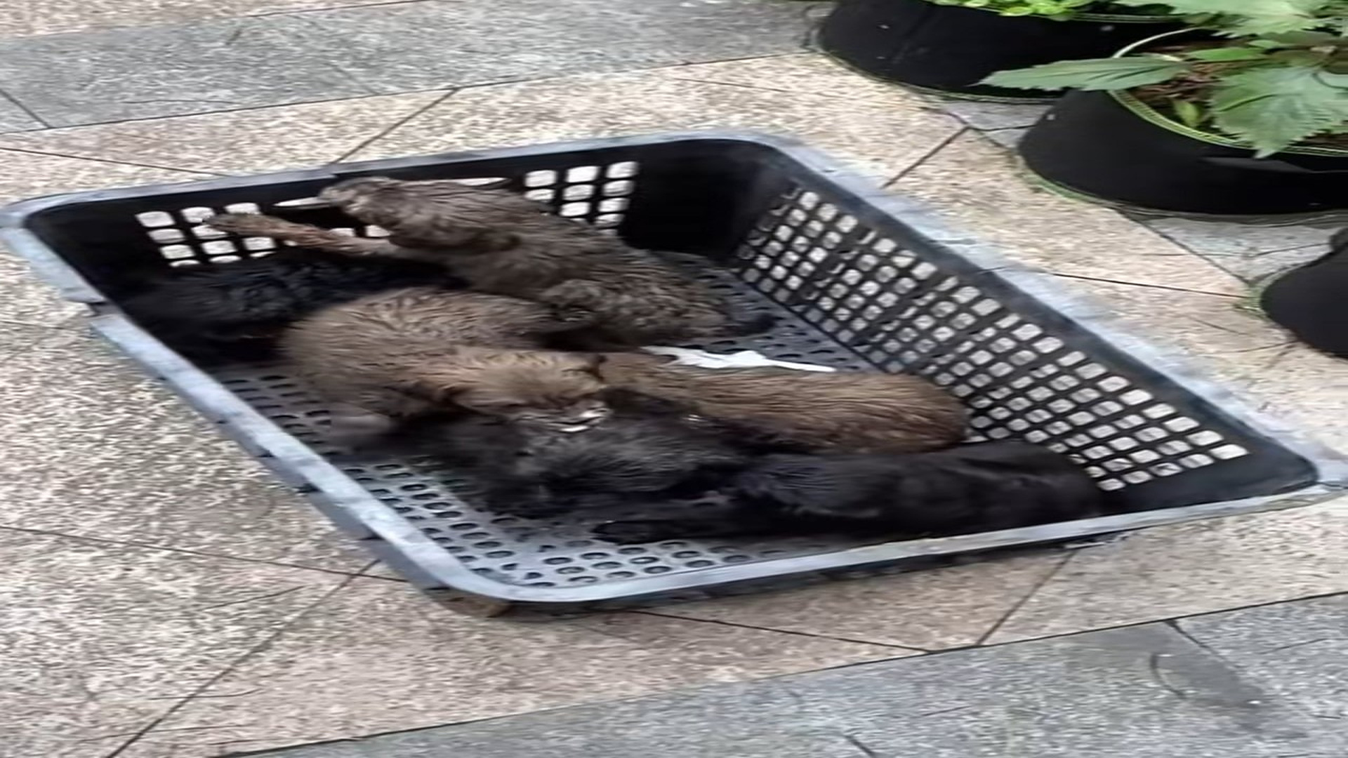 Parte 2 : N2108028_#dogvideo #dogsoftiktok #poordogvideo #poordog (2)