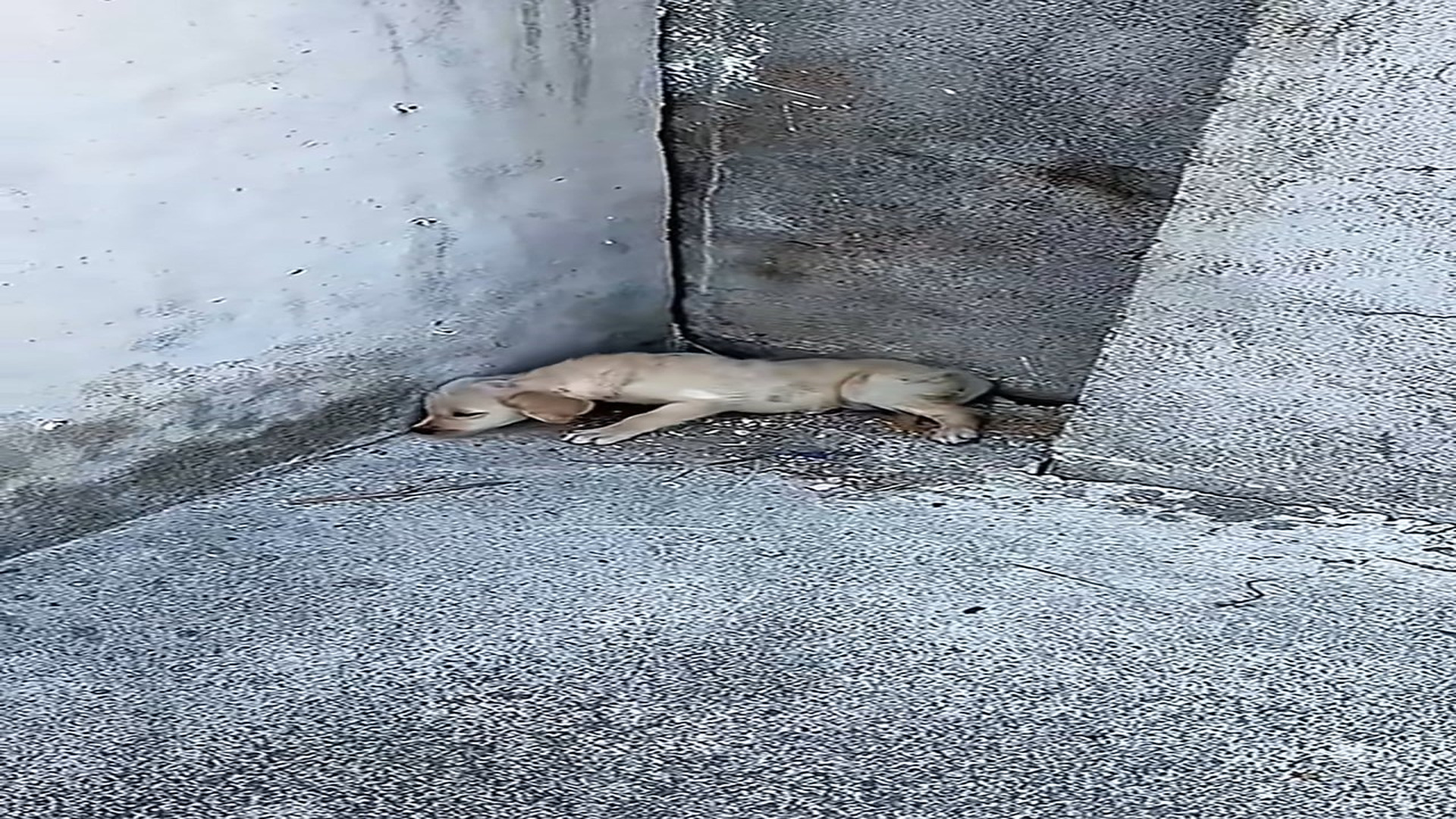 Parte 2 : N2108030_#dogvideo #poordogvideo #poordog #dogsoftiktok (1)