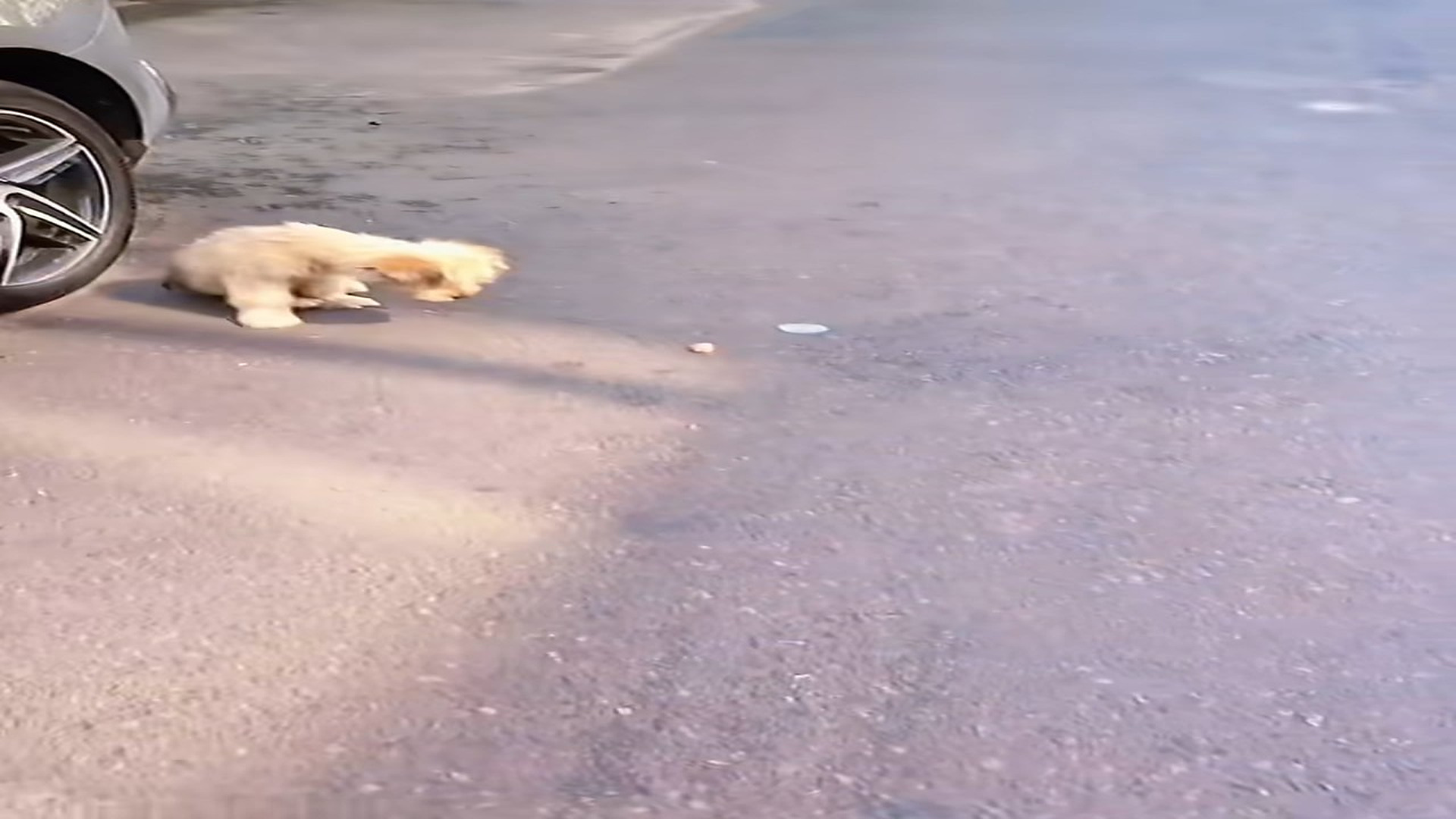 Parte 2 : N2108031_#dogvideo #poordogvideo #poordog #dogsoftiktok