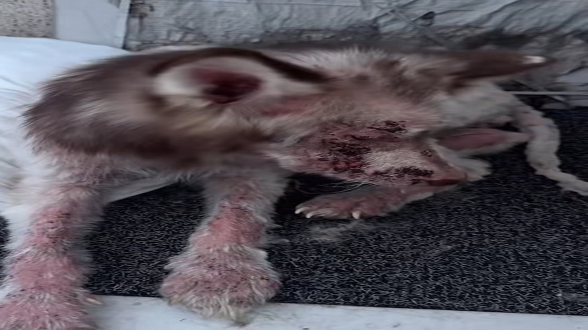 Parte 2 : N2108036_#poor #dogvideo #dogsoftiktok #poordogvideo #poordog #hhy72462acz