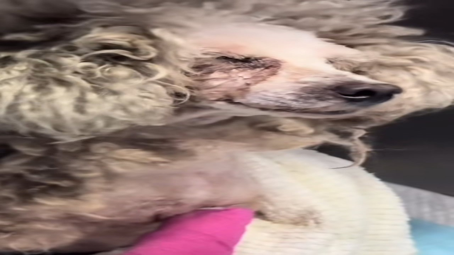Parte 2 : N2108037_#poor #dogvideo #dogsoftiktok #poordogvideo #poordog (1)