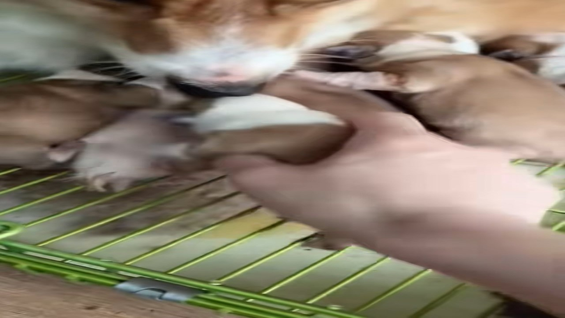 Parte 2 : N2108038_#poor #dogvideo #dogsoftiktok #poordogvideo #poordog