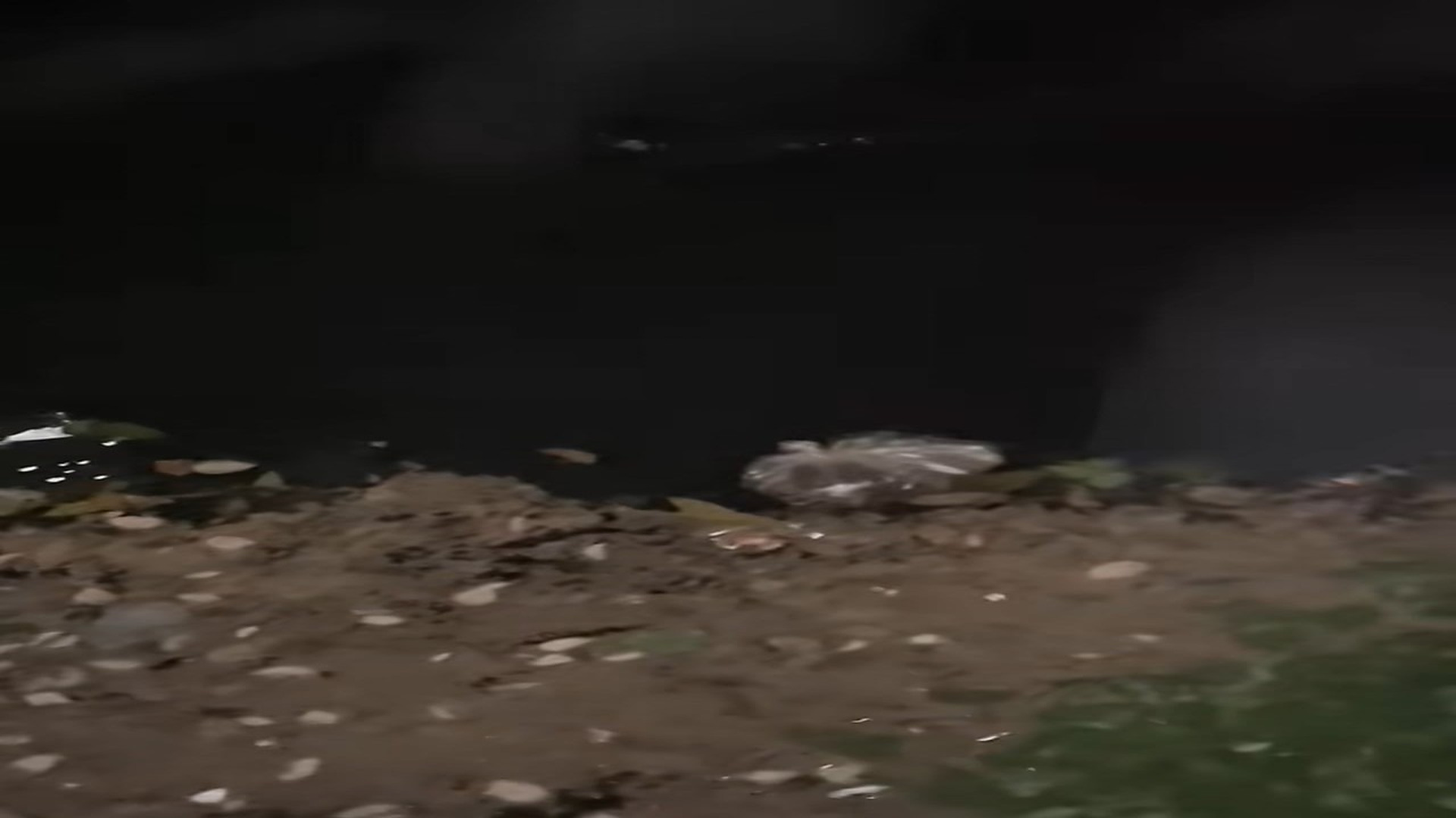 Parte 2 : N2108039_#poordogvideo #dogvideo #dogsoftiktok #dog #poor #hhy72462acz