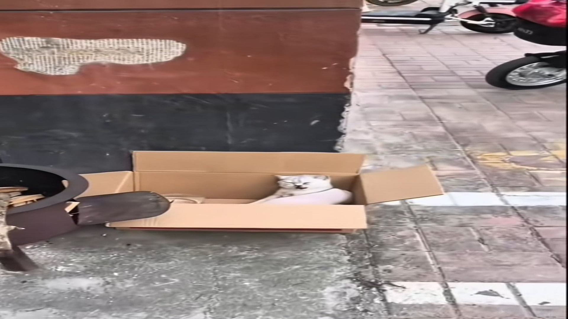 Parte 2 : N2108043_Because the kitten fell from a height and could not move its hind legs, it was abandoned by its owne