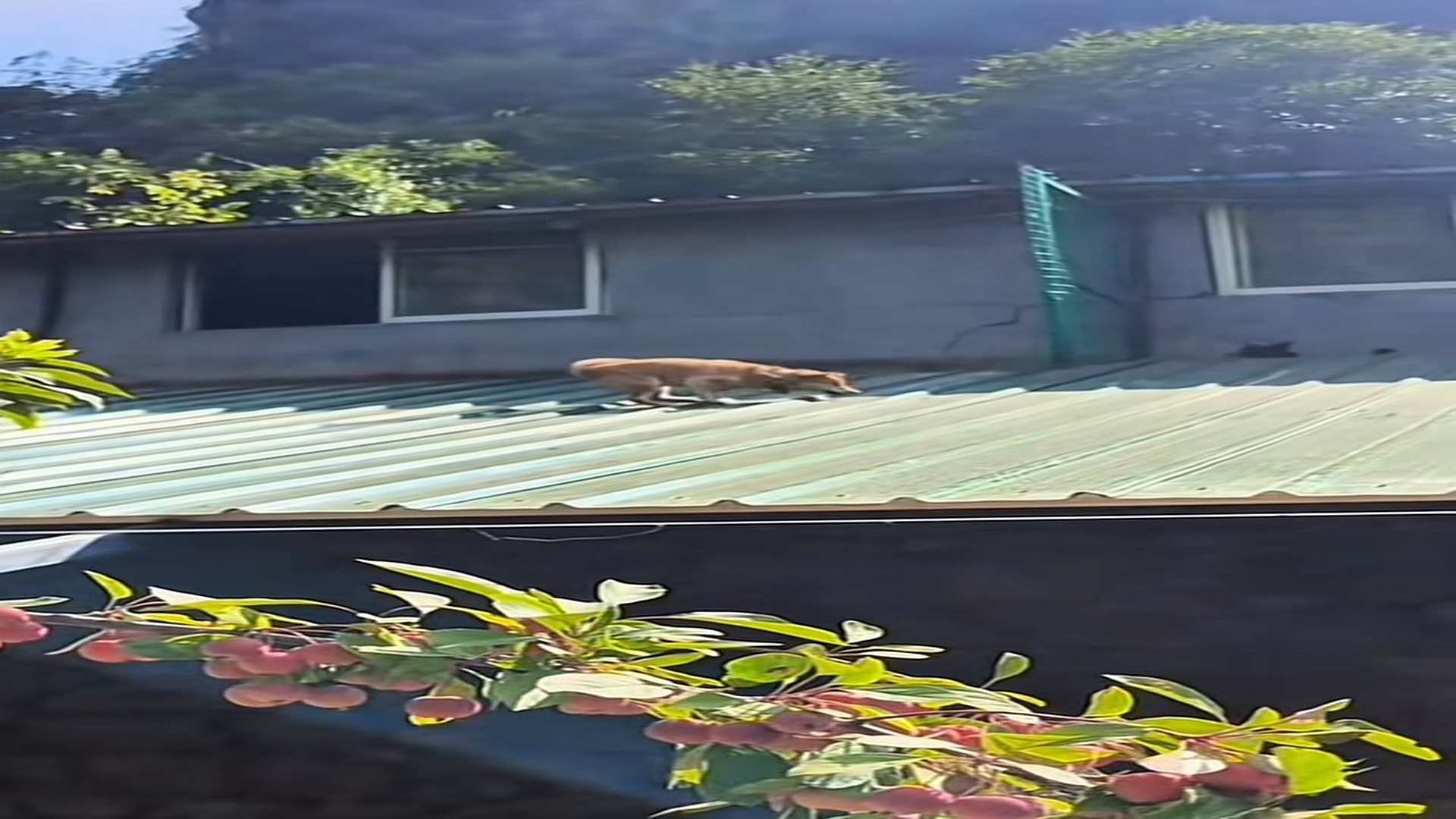 Parte 2 : N2108048_I don't know when their owner will come home to take them home.#dogsoftiktok #dogvideo #poordogvideo