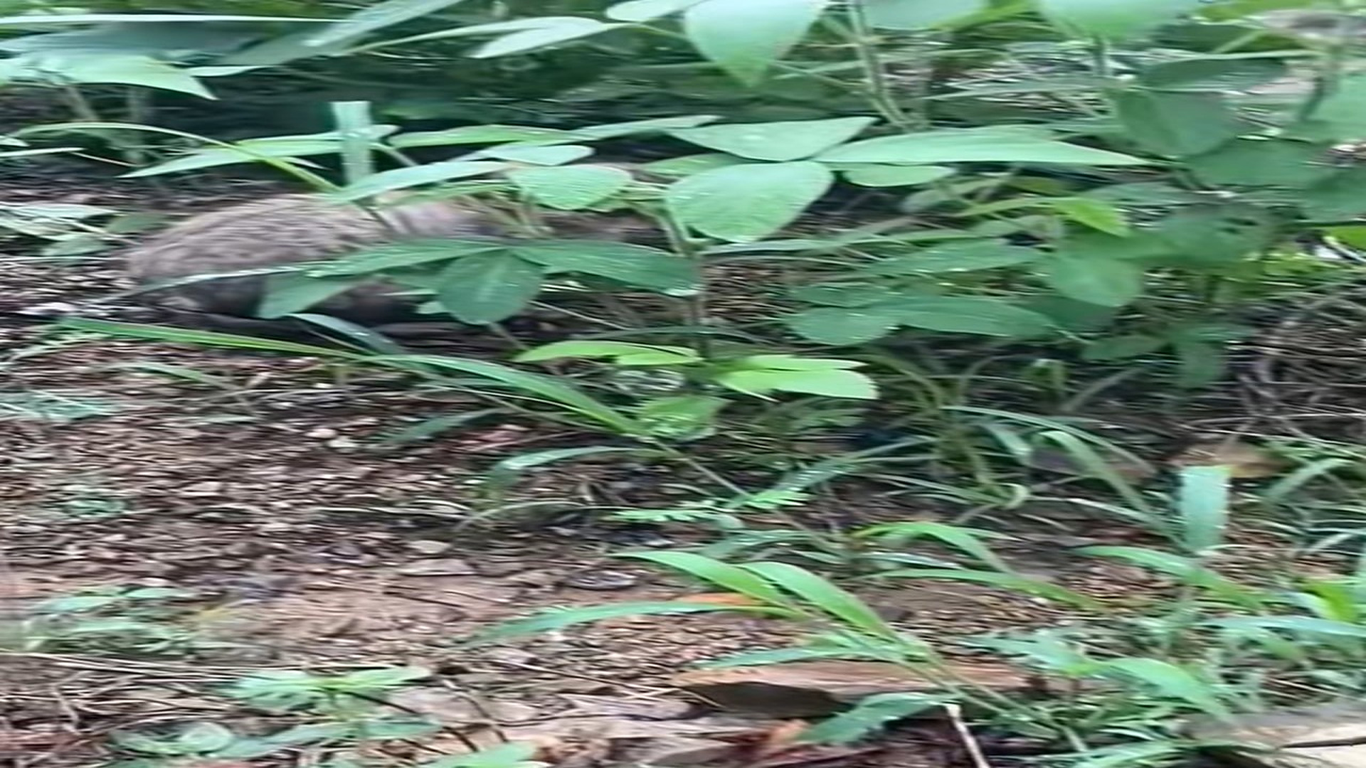 Parte 2 : N2108052_poor cats#cat #cute #catsoftiktok #catvideo #cats