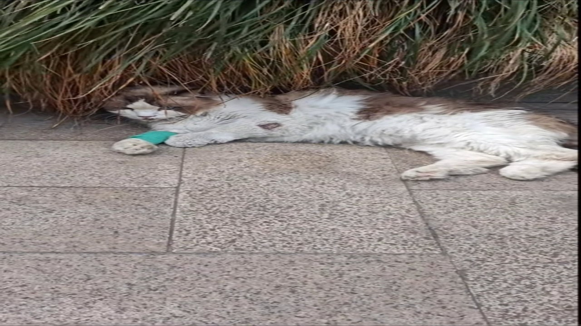 Parte 2 : N2108054_The cat was abandoned by its owner and wandered around until it was exhausted and lying motionless o