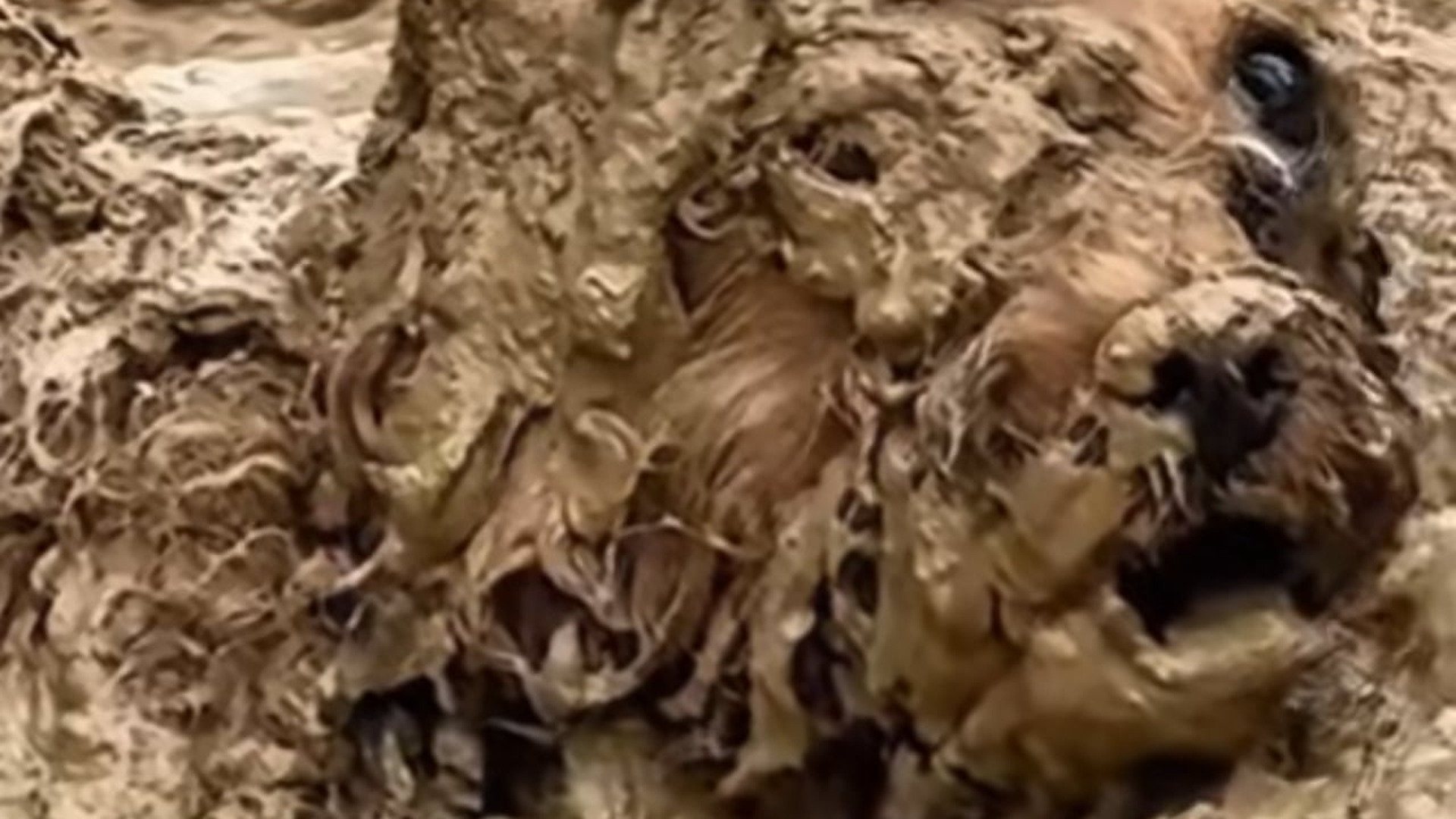 Parte 2 : N2108056_There is a dog lying in the mud unable to move. #dogvideo #dogsoftiktok #poordogvideo #poordogvideo