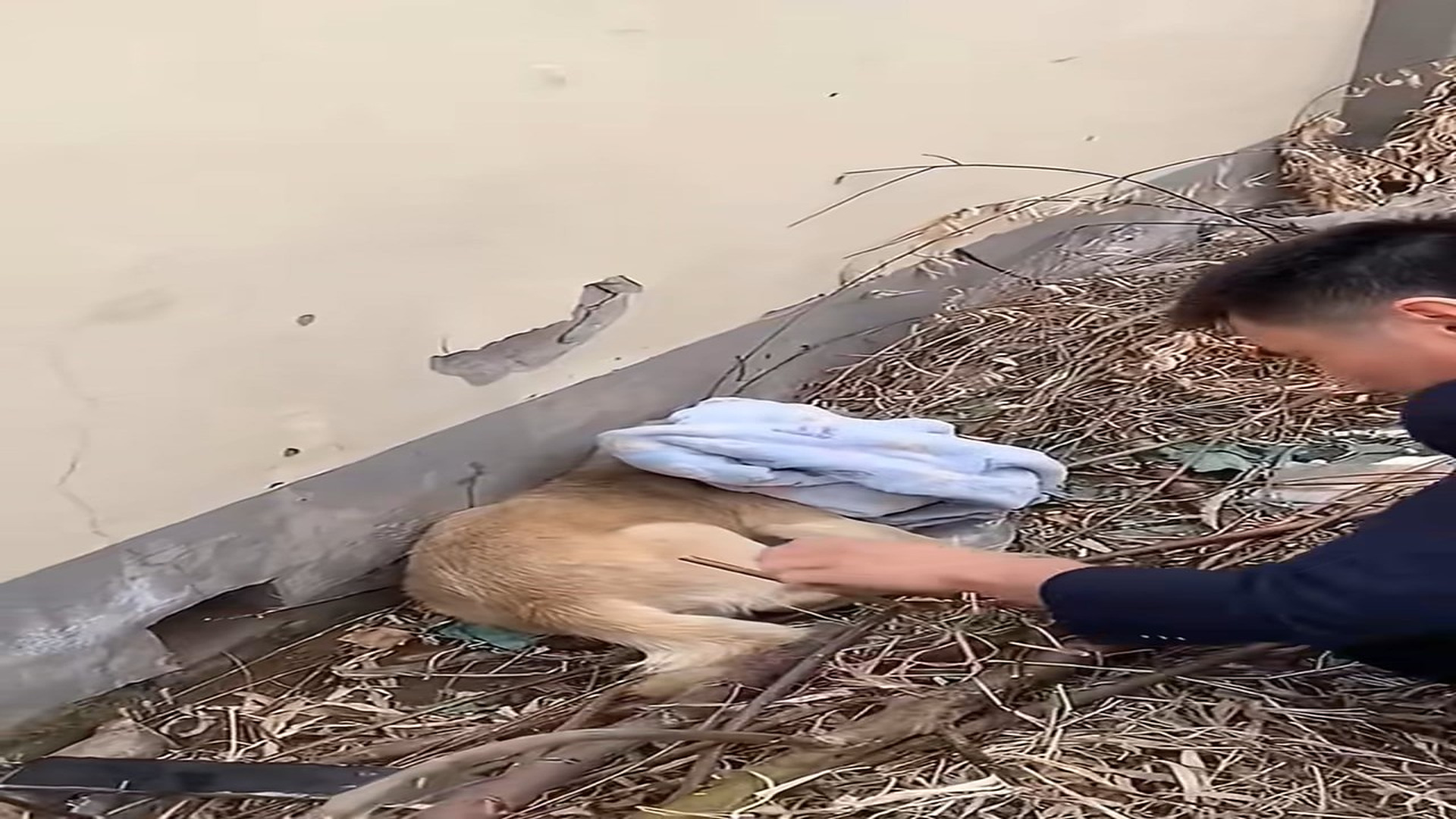 Parte 2 : N2108058_��#dog #dogsoftiktok #poor #dogvideo #