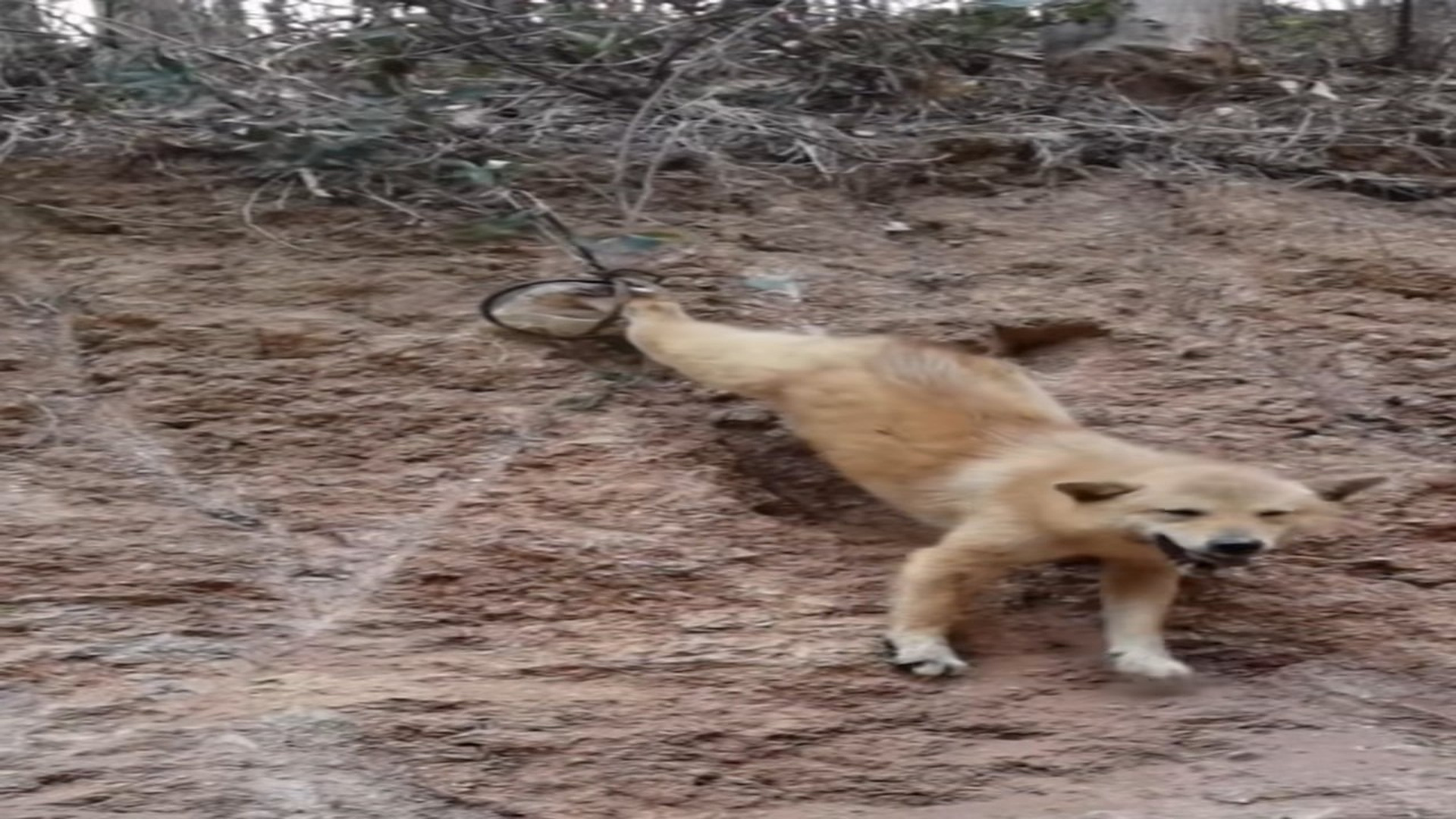 Full Video : N2208011_#dog #dogsoftiktok #poor #dogvideo #poordogvideo