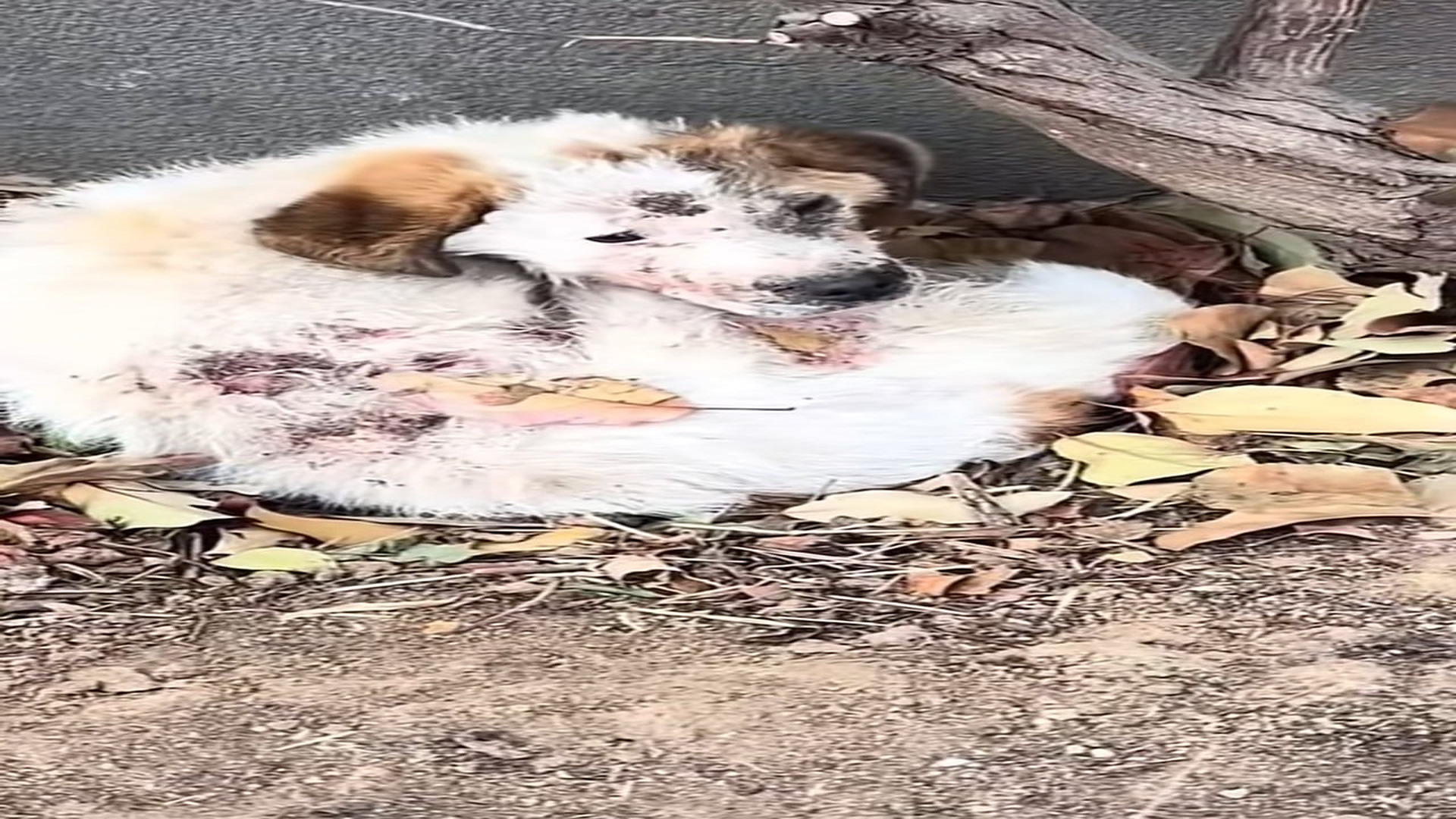 Full Video : N2208047_hhy72462acz_7459913635104673054
