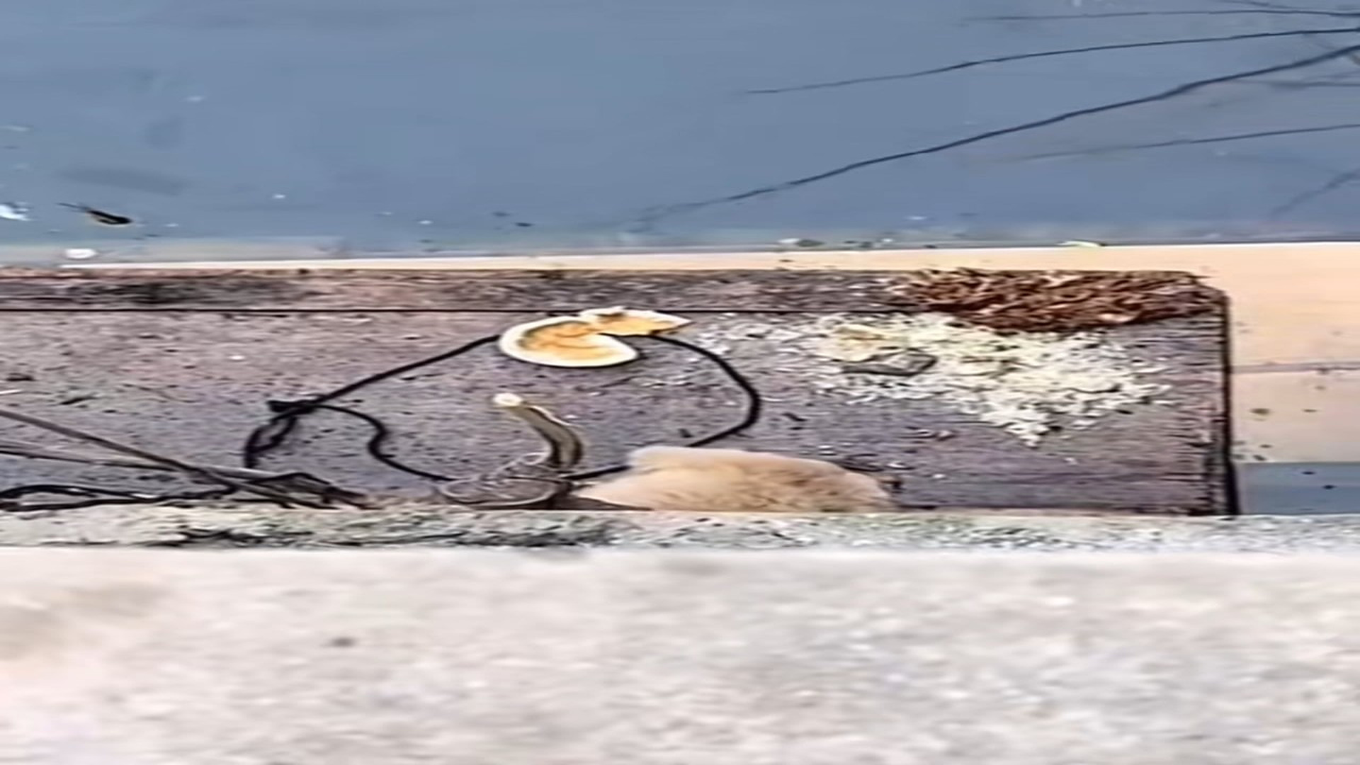 Full Video : N2208049_hhy72462acz_7461968201165884702