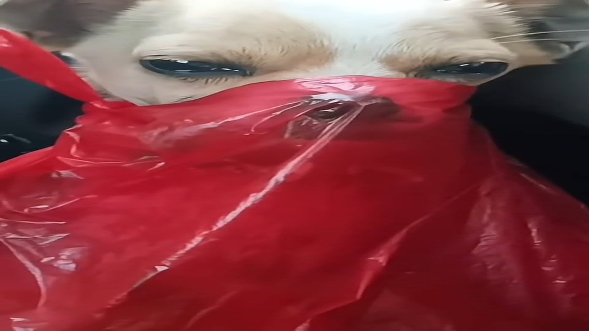 Full Video : N2208050_hhy72462acz_7462810452578323742