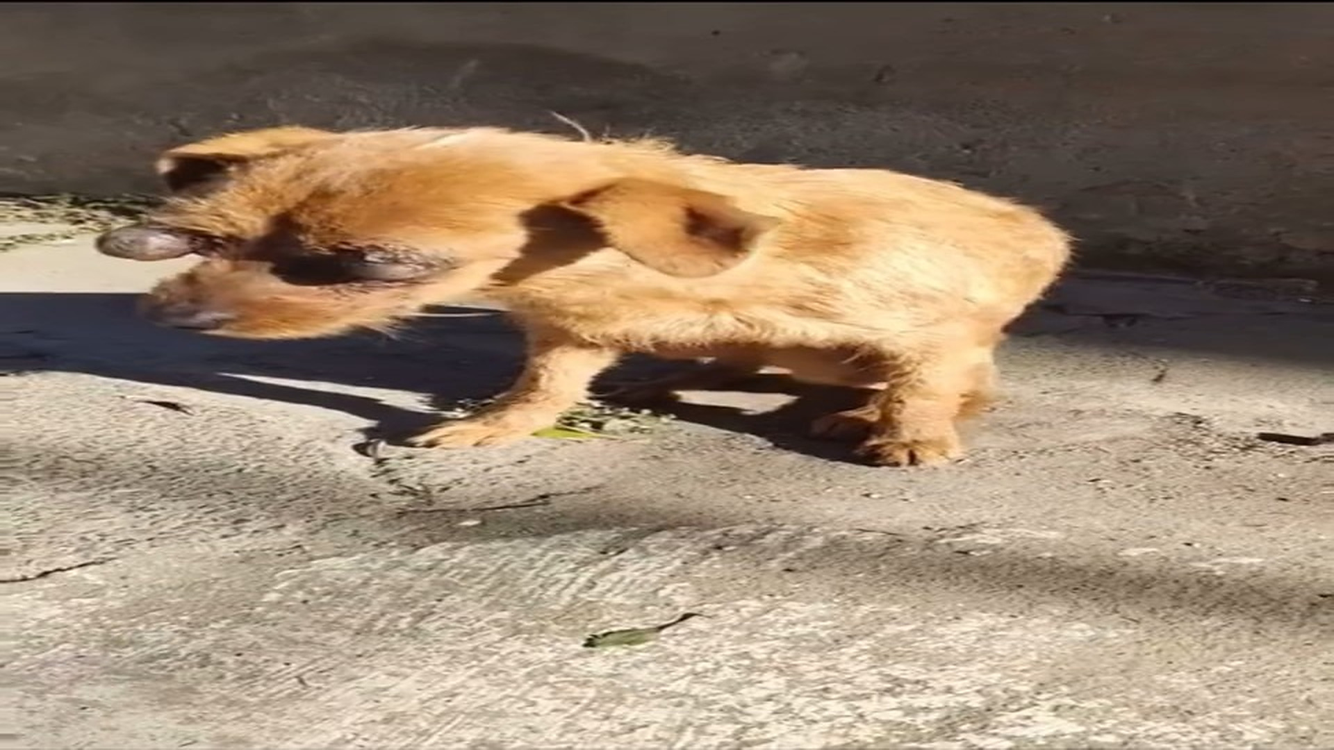 Full Video : N2208051_hhy72462acz_7468947187636948255