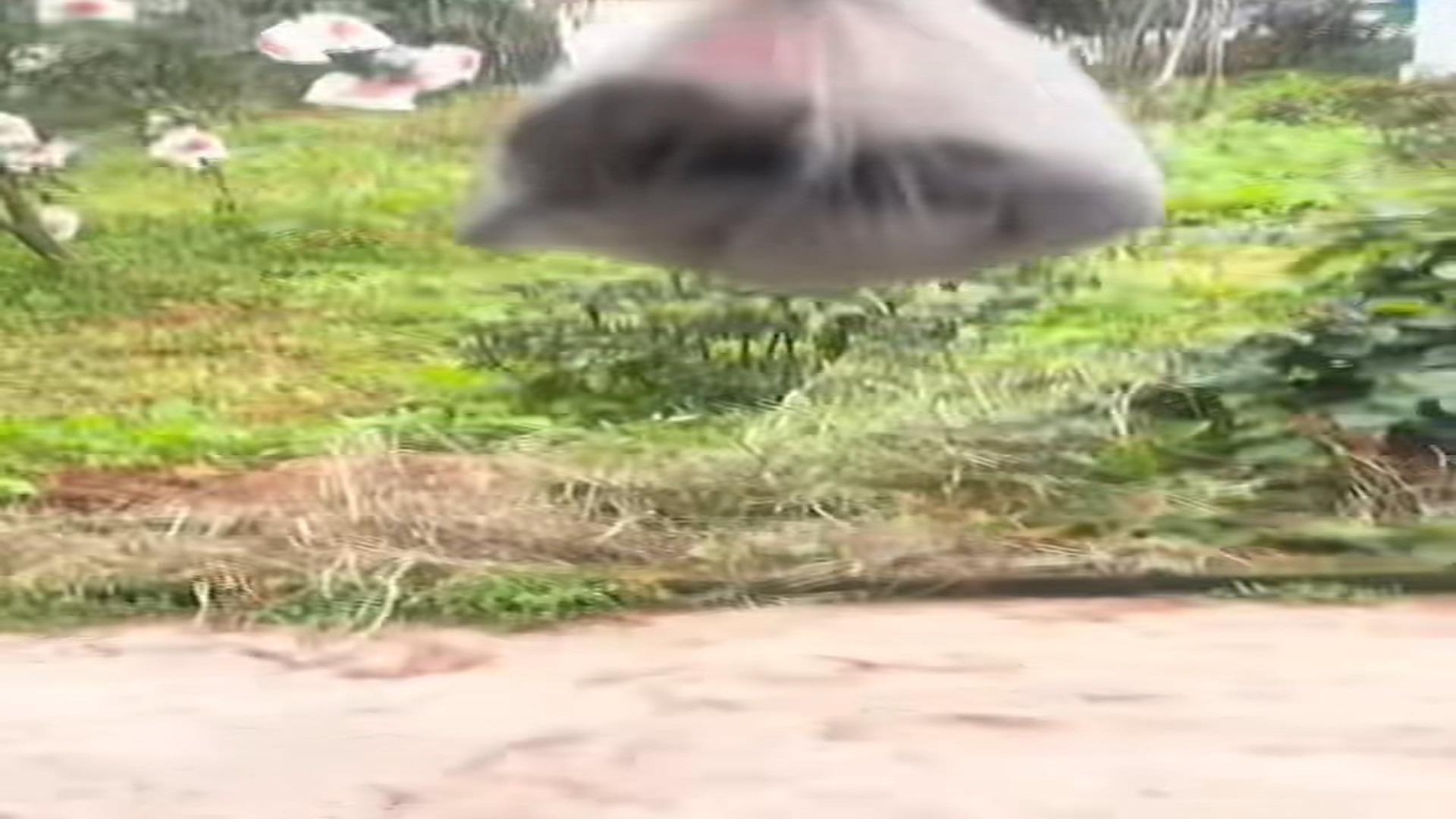 Full Video : N2208052_hhy72462acz_7468985090408713502