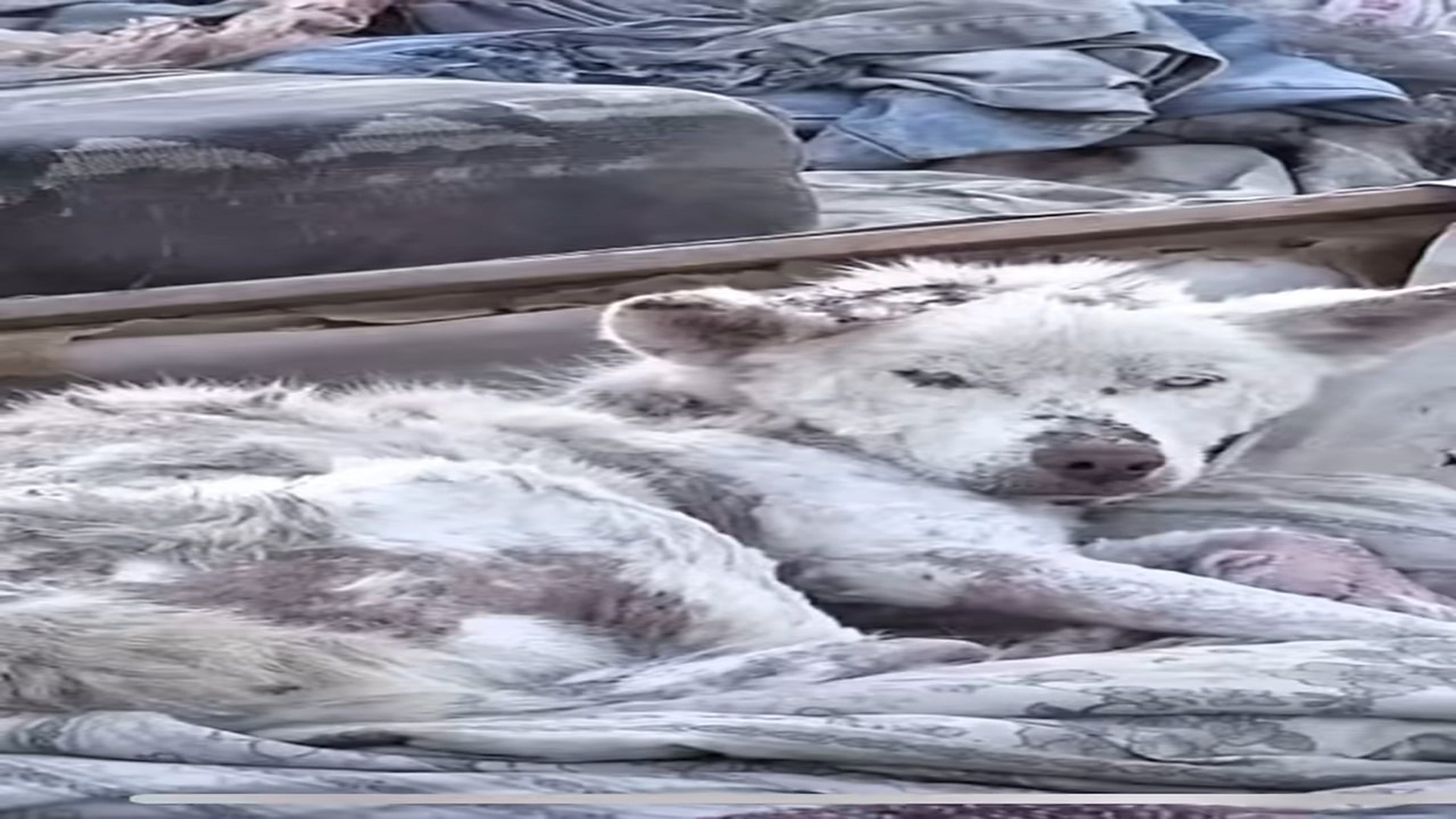 Full Video : N2208058_hhy72462acz_7479246266220711199