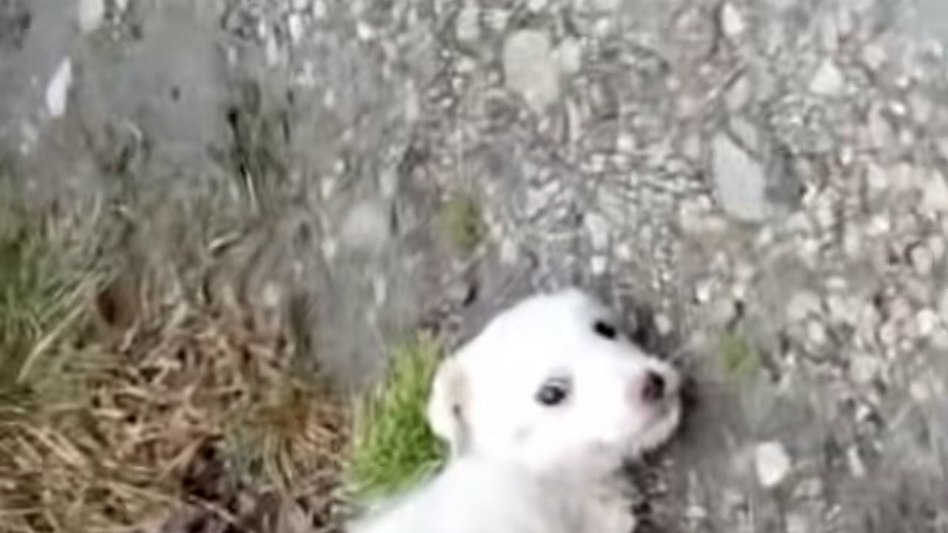 Full Video : N2208063_hhy72462acz_7482459989919976735