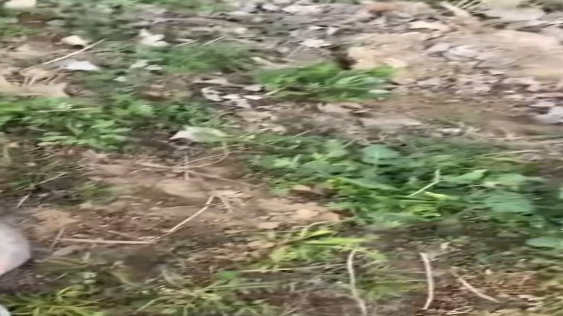 Full Video : N2208064_hhy72462acz_7482739931035487519
