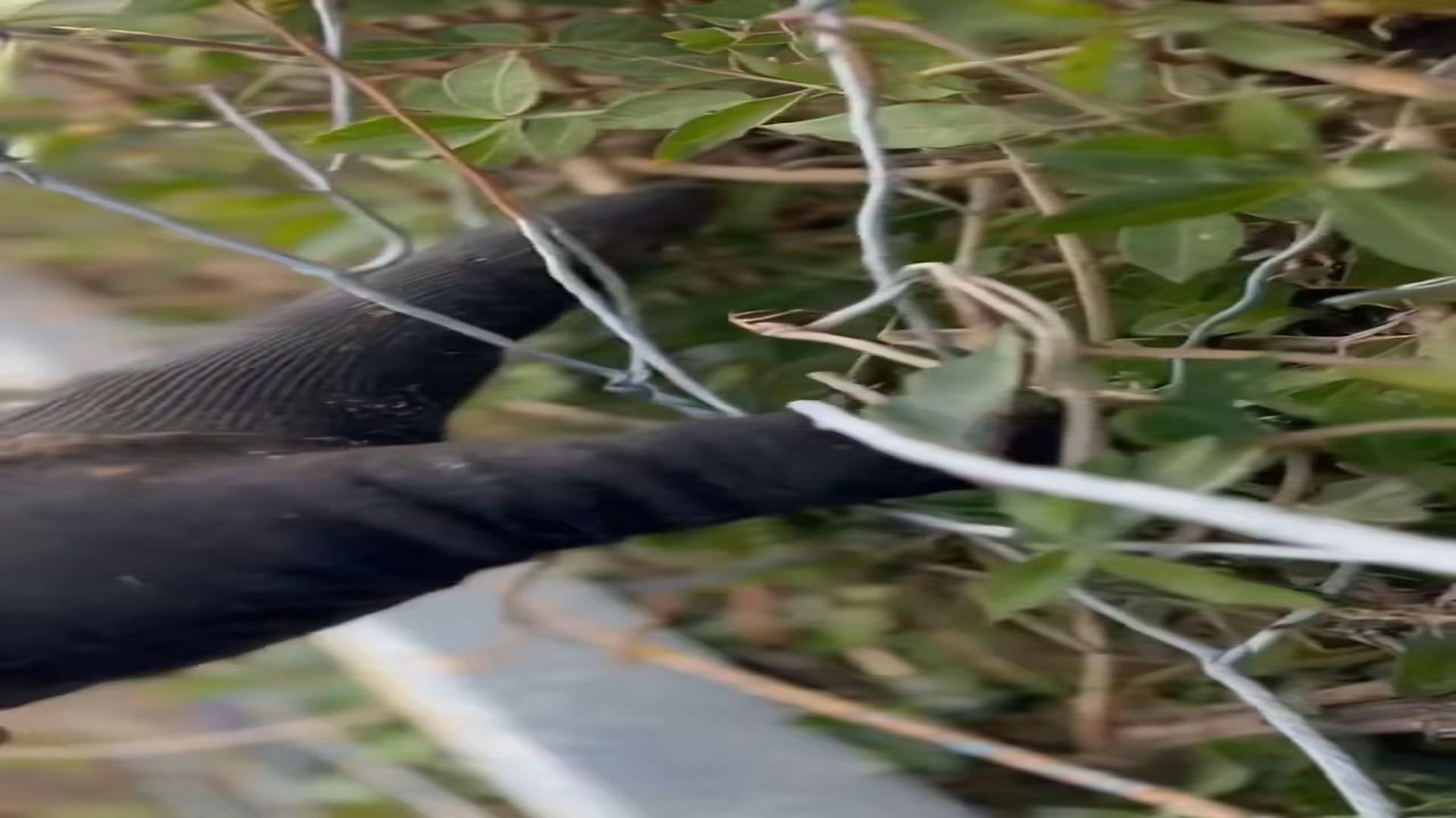 Parte 2 : N2508044_Heartbreaking Rescue_ Saving a poor Parrot trapped in stuck in wire! �� #animalrescue #parrot #wi