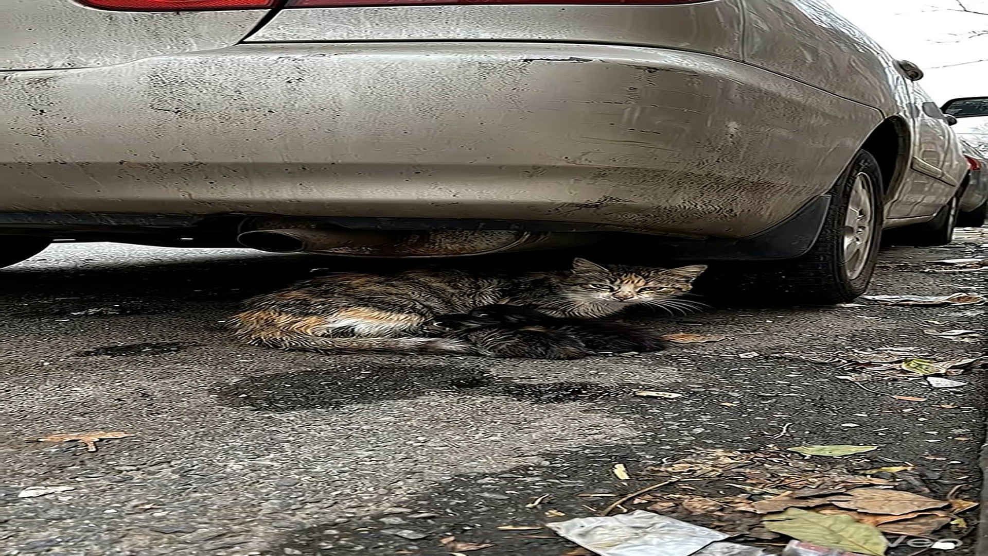 Parte 2 : N2508046_I found a brave mama and her three newborns under a car. #bekindtopaws #mamacat #rescuecat #kindness