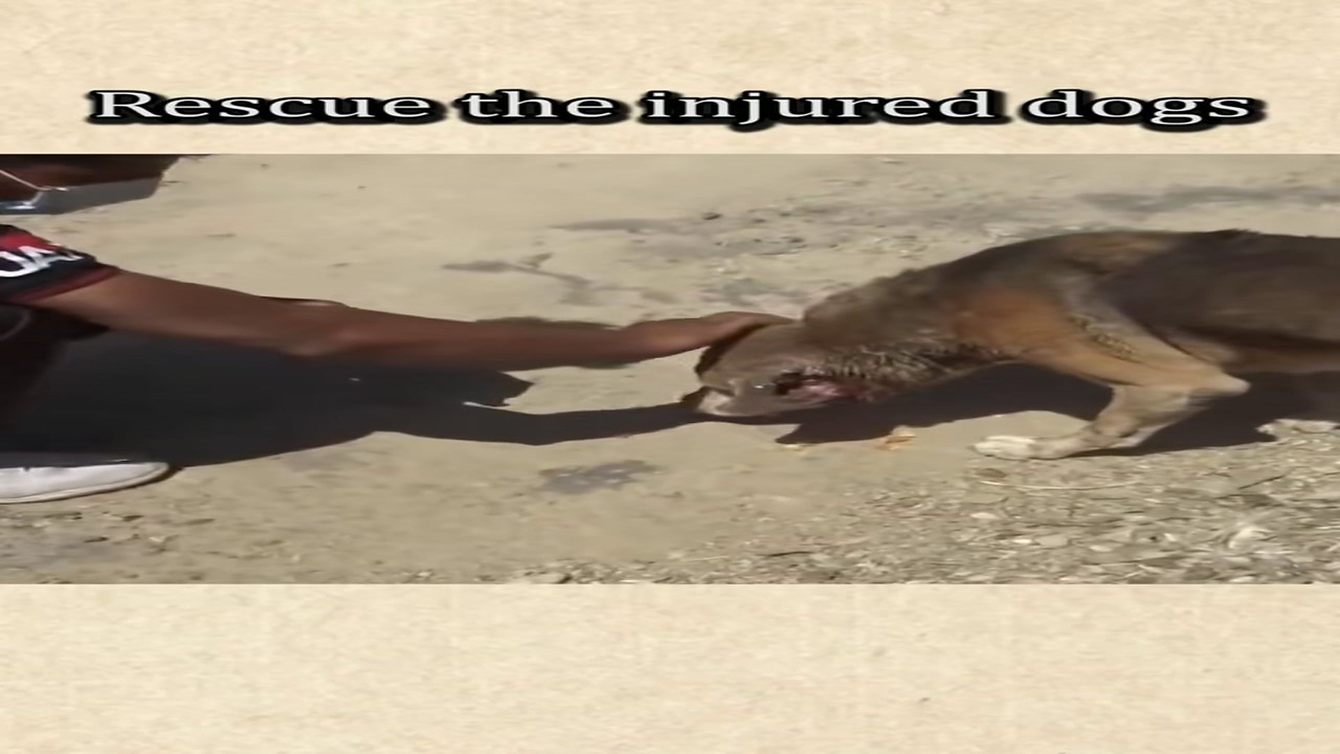 Parte 2 : N2508051_It must be hurting,right_#rescue #dog #foryou #foryoupage #animals