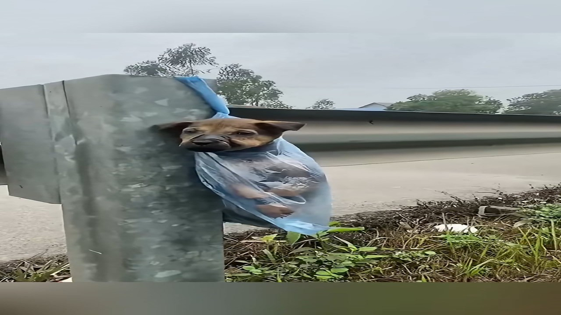 Parte 2 : N2508055_Poor baby puppy was abandoned in the highway #animal #help #save #love #animallove #dog #pet #foryou