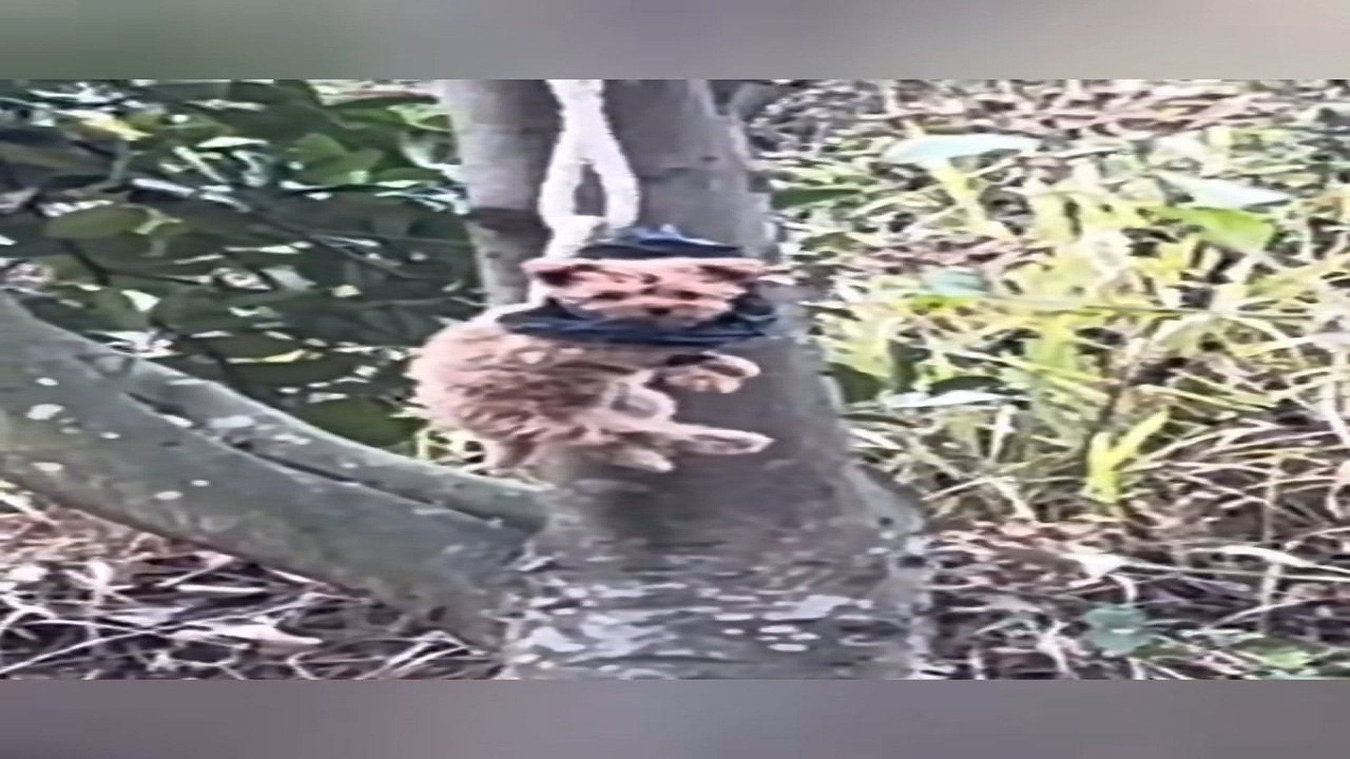 Parte 2 : N2508057_Poor puppy was bundel in the tree no one help him he is waiting to die ���� #animal #help #save