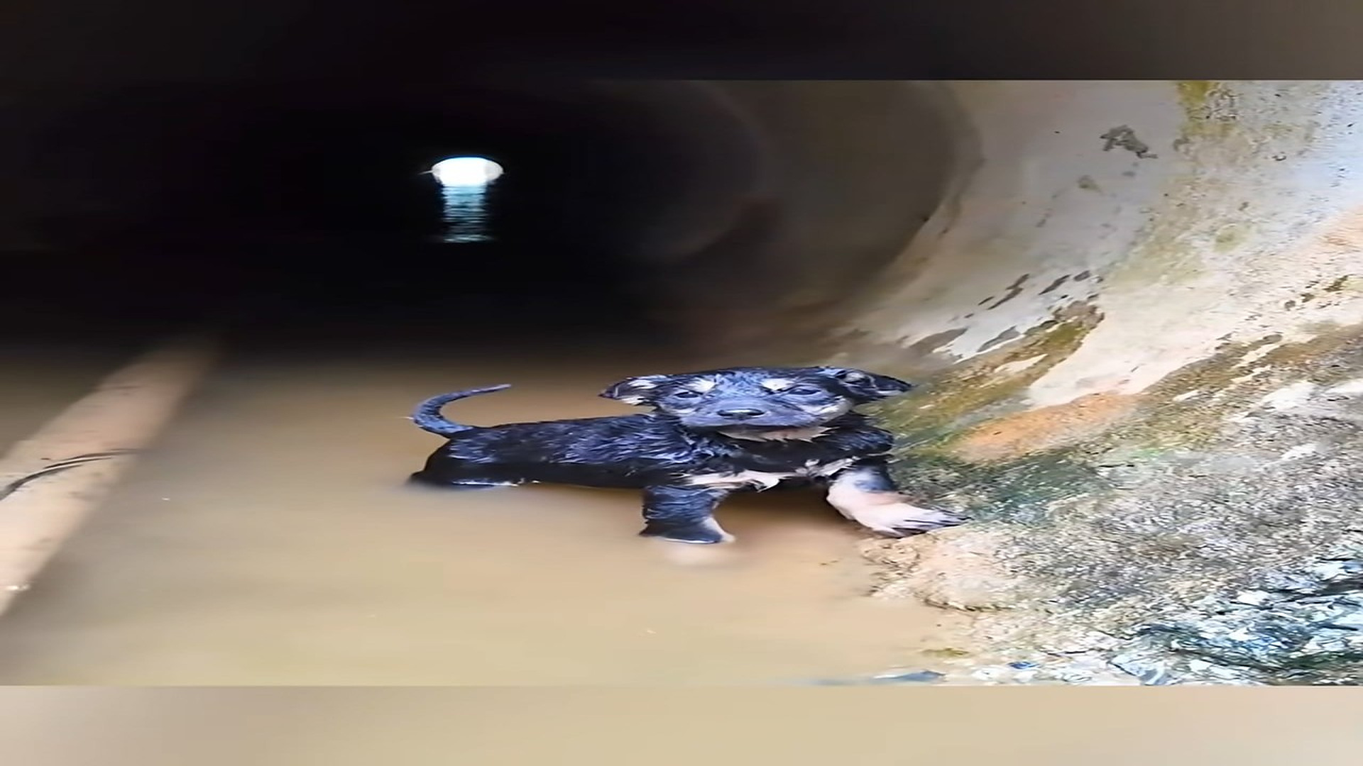 Parte 2 : N2508058_Poor puppy was trapped in the sewer the man saw it and recuse #animal #help #save #love #animallove