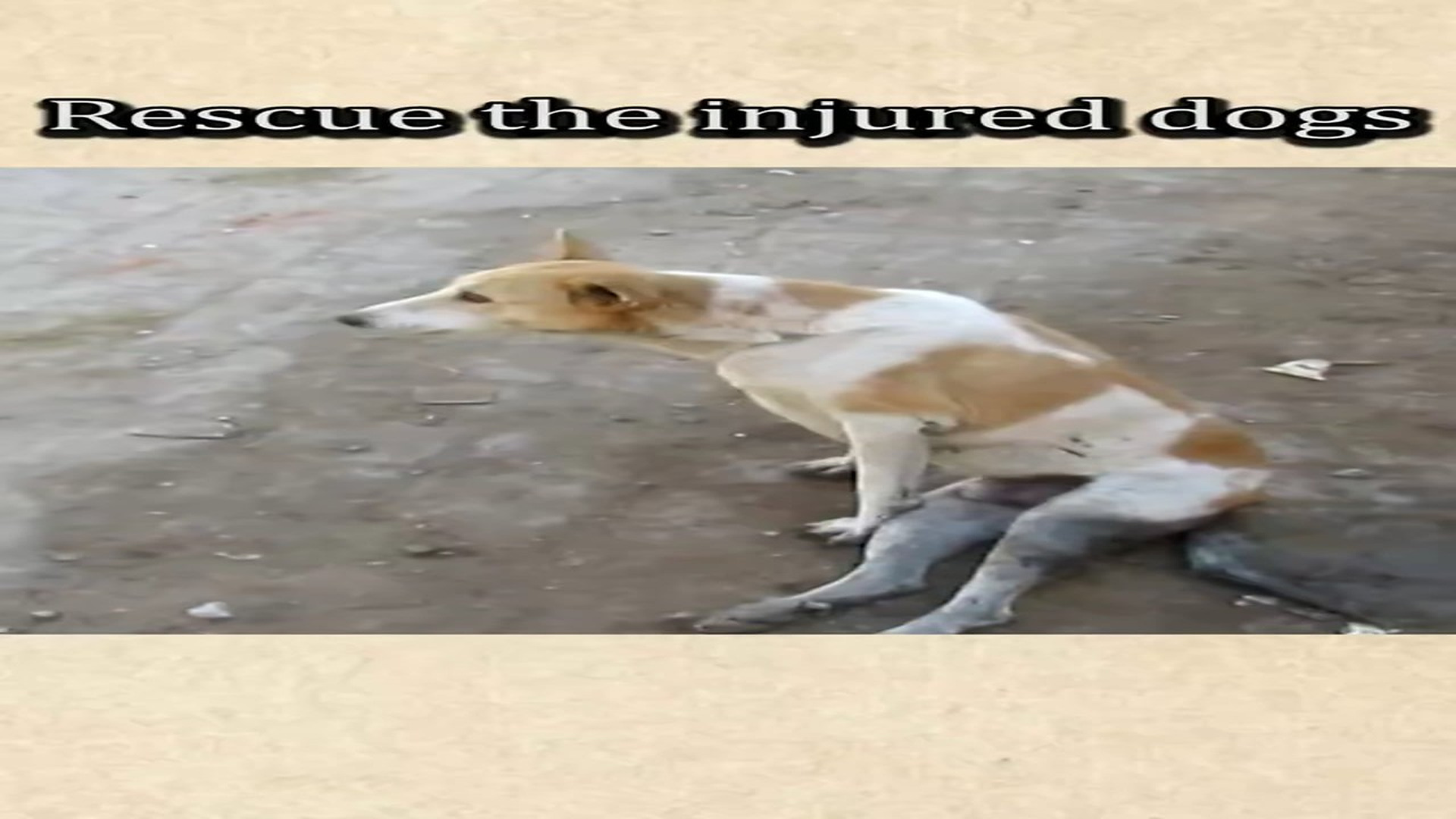 Parte 2 : N2508060_reascue the injured dog#foryoupage #foryou #animals #rescue #dog