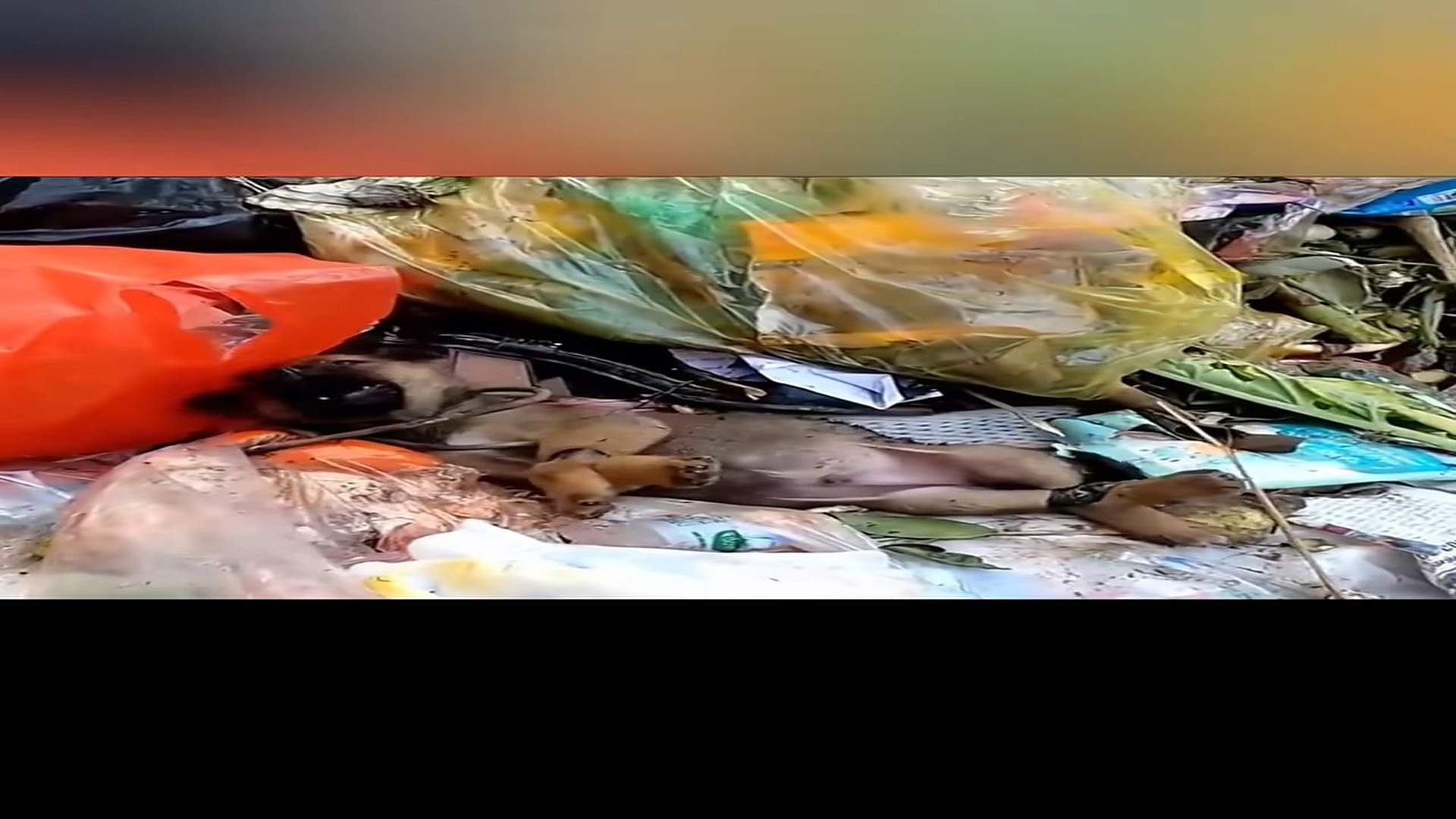 Parte 2 : N2508063_Recuse the poor puppy #animal #help #save #love #foryou #pet #cool #fyp