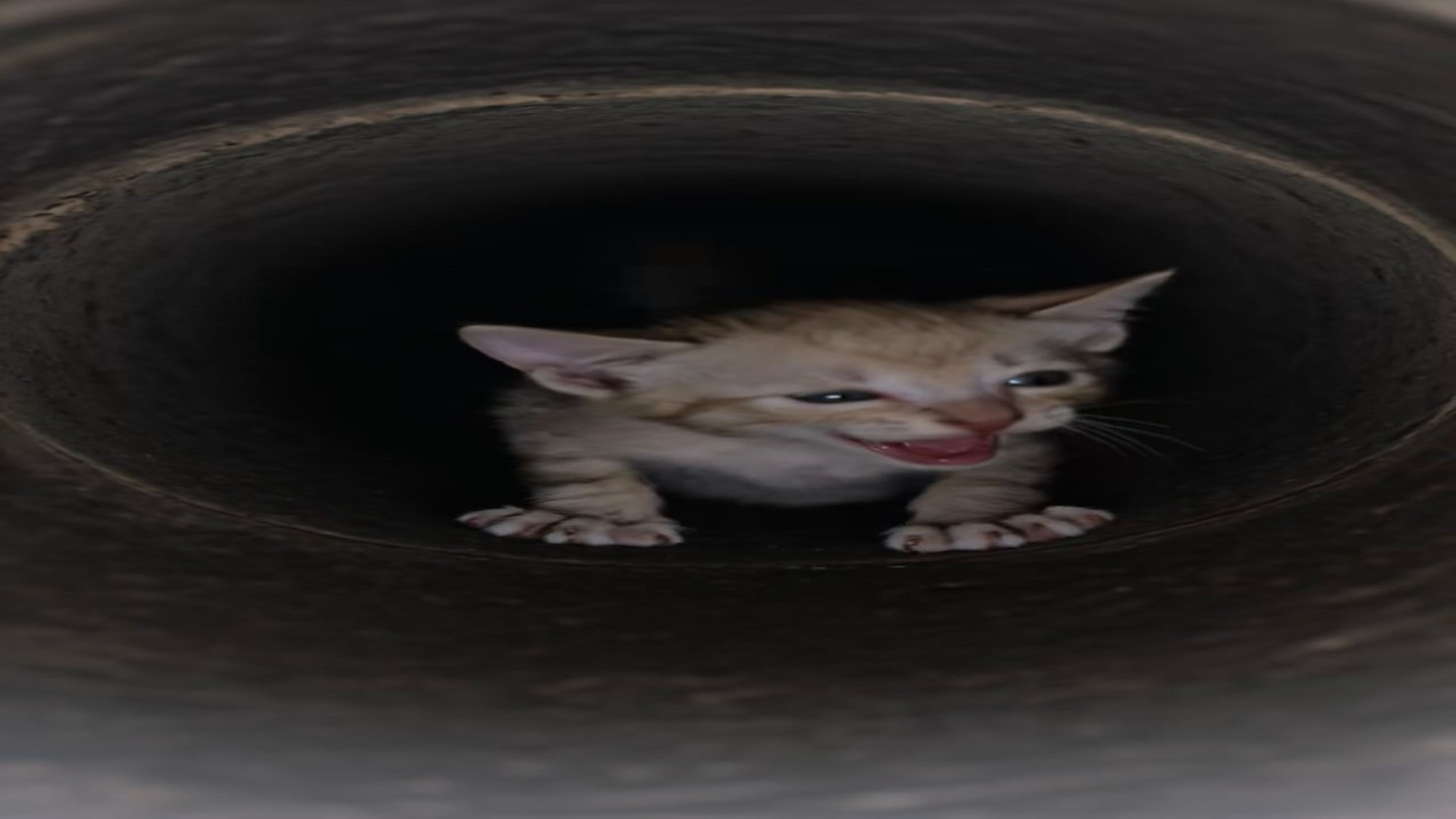 Parte 2 : N2508079_�A tiny kitten is trapped in a drain, crying for help. A kind stranger hears it and rescues it just