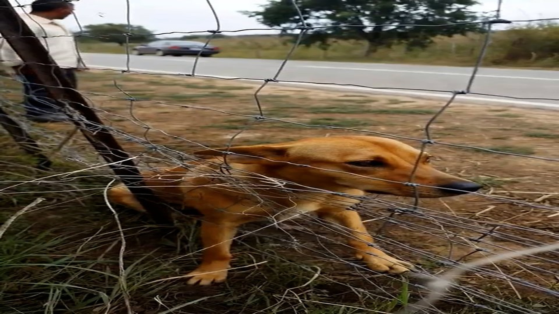 Parte 2 : N2508080_� A quiet village moment turns into a heartfelt rescue as a kind man stops to help a dog tangled in