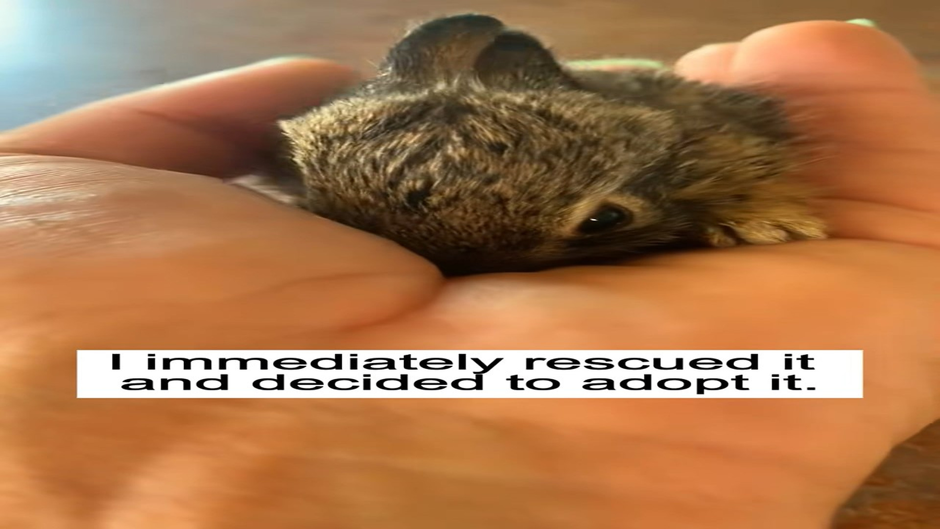 Parte 2 : N2808030_No one expected my cat to bring me a new friend. #rescue #rescueanimals #animals #fyp #bunny
