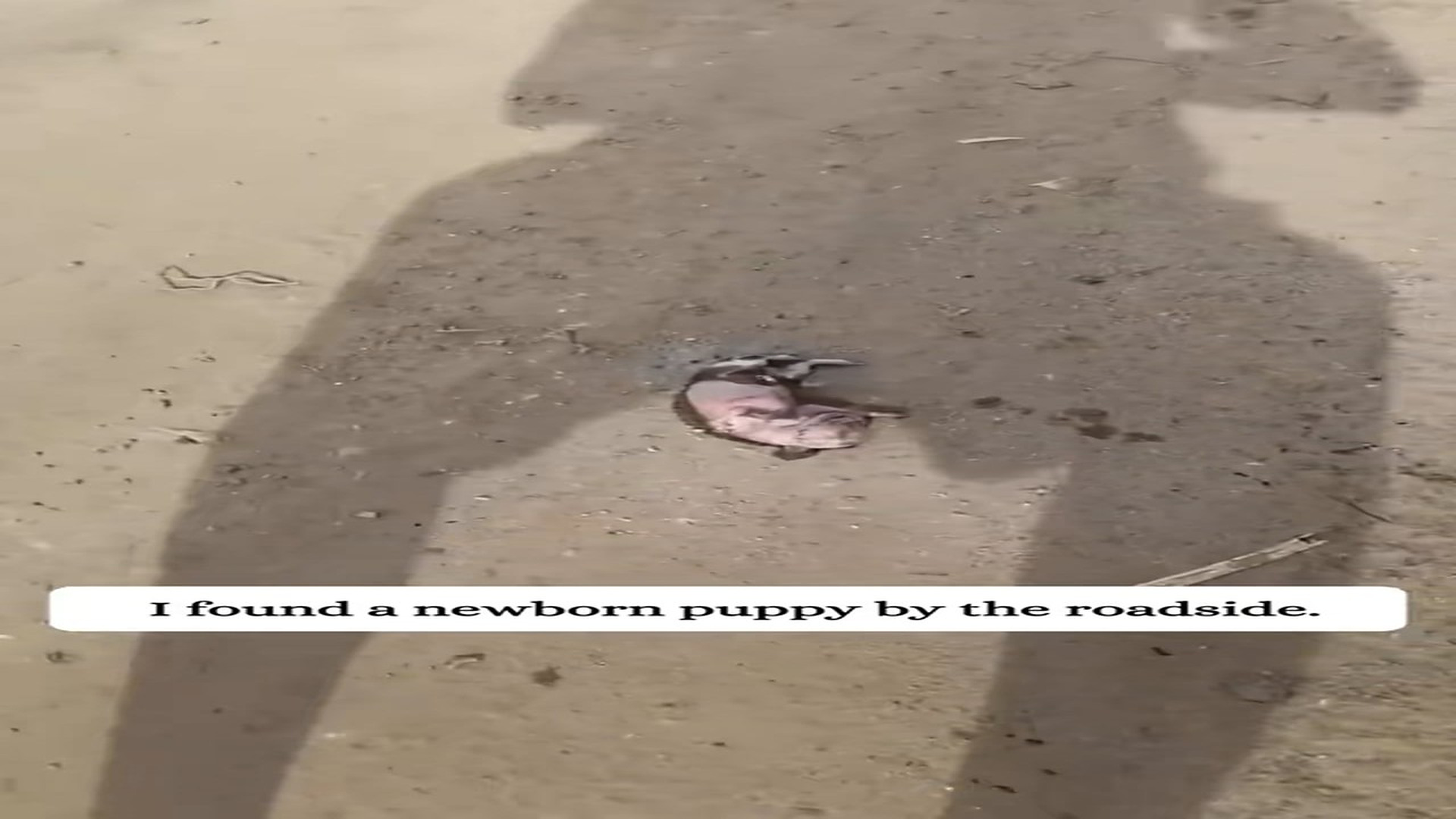 Parte 2 : N2808031_Now I don't know whether to call it a dog or a fox �����#rescue #rescueanimals #animals #fyp #d