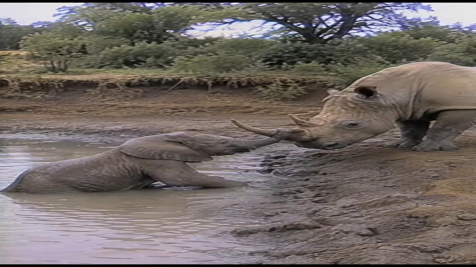 Parte 2 : N0909001_A baby elephant couldn’t climb out of the muddy watering hole until a rhino stepped in to help. ��