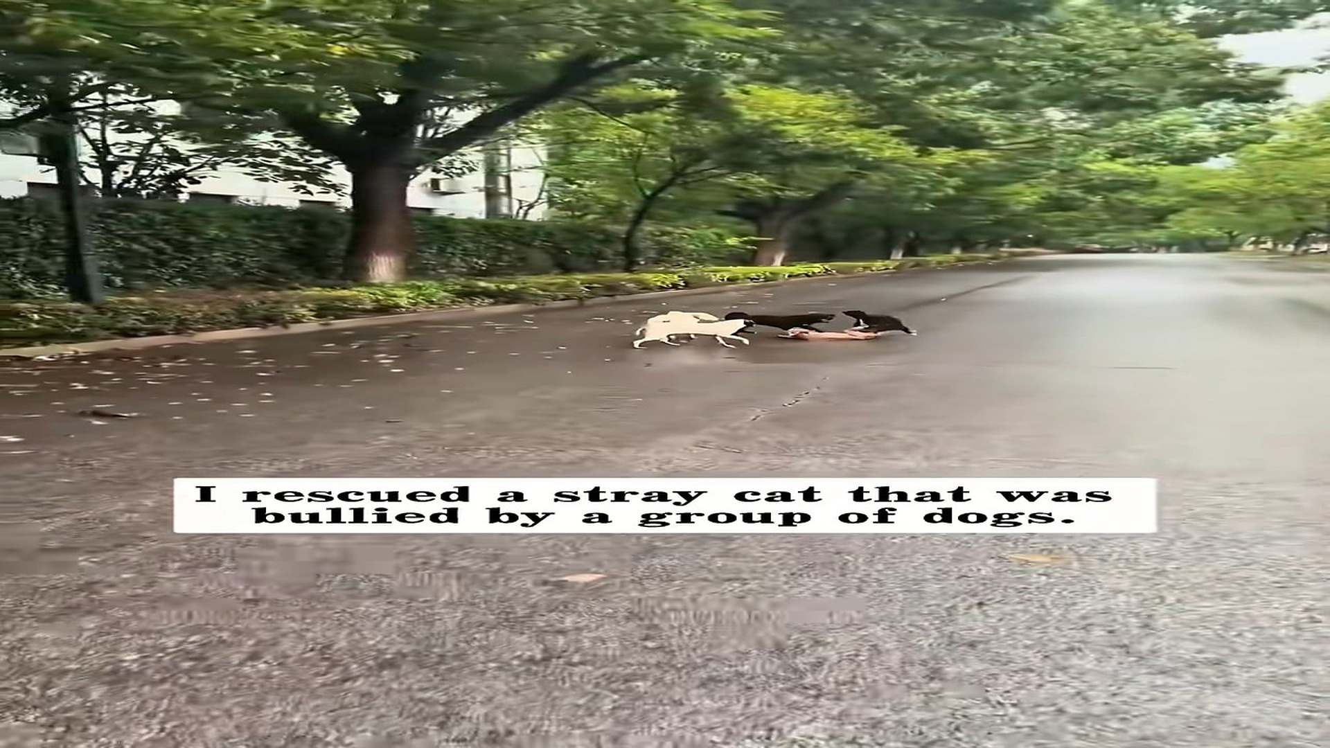 Parte 2 : N0909011_Girl rescued a poor kitten from dogs attack and then… #animals #rescueanimals #animallover #animalof