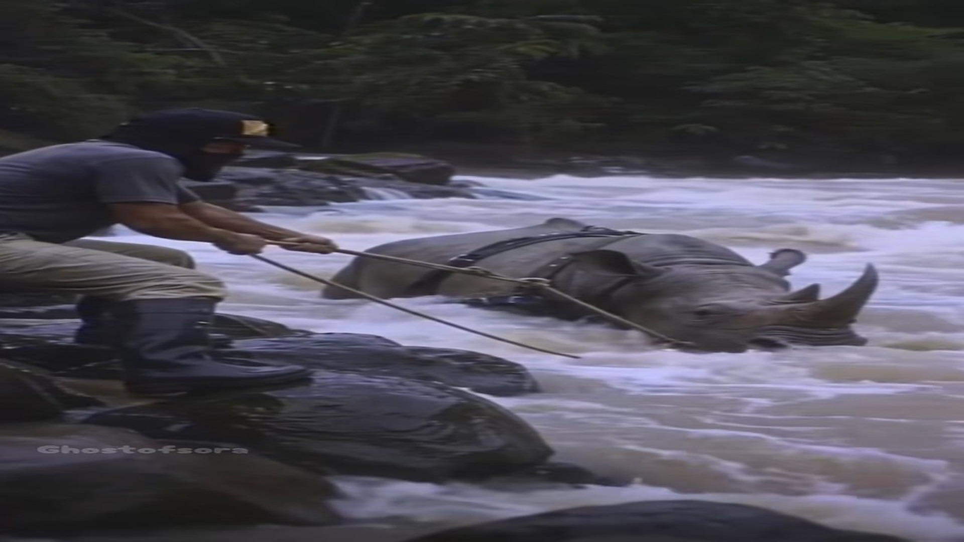Parte 2 : N0909026_Man Risks Everything to Pull a Rhino From Raging Rapids ��❤️ #rhino #rhinorescue #animalrescue #wi