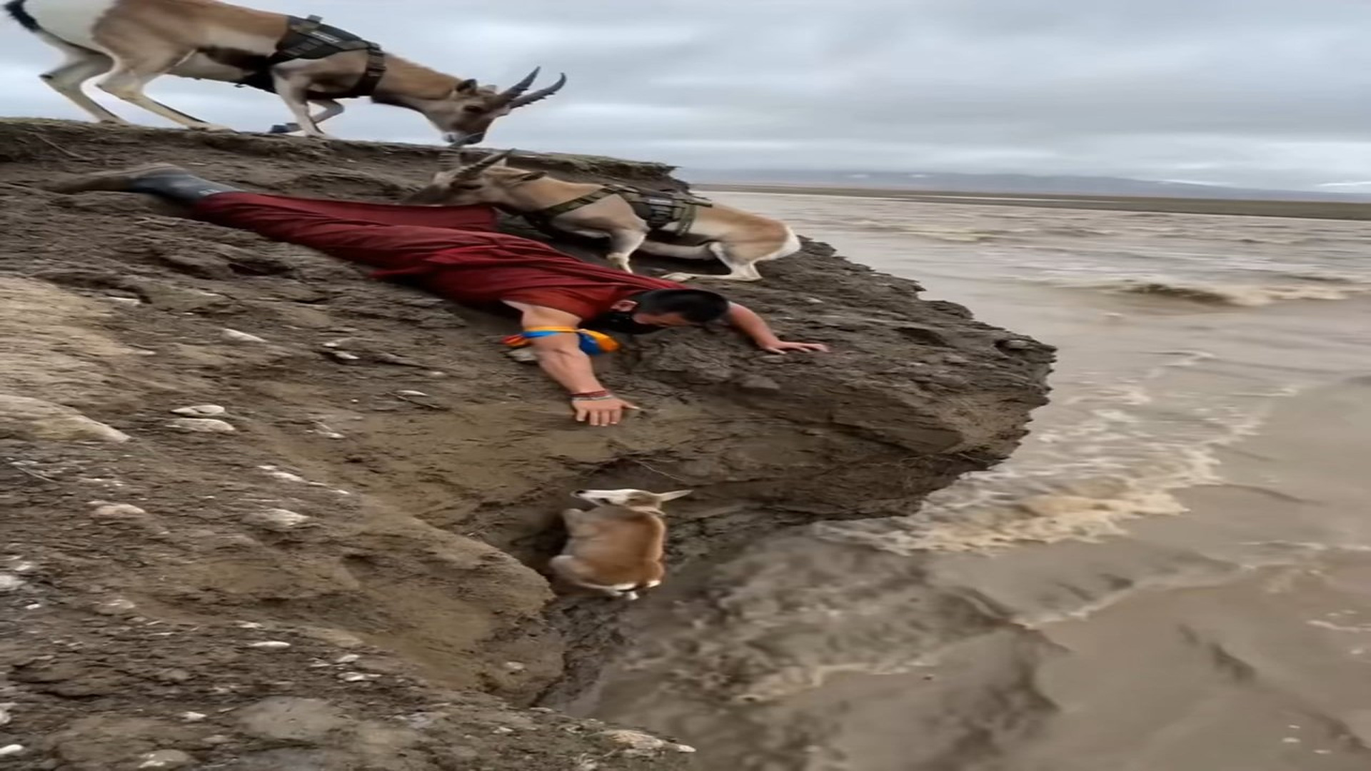 Full Video : N0909034_Pure Compassion_ Monk Rescues Baby Mountain Goat on Edge of Cliff � #bhutan #fyp #bhutanesetiktoker