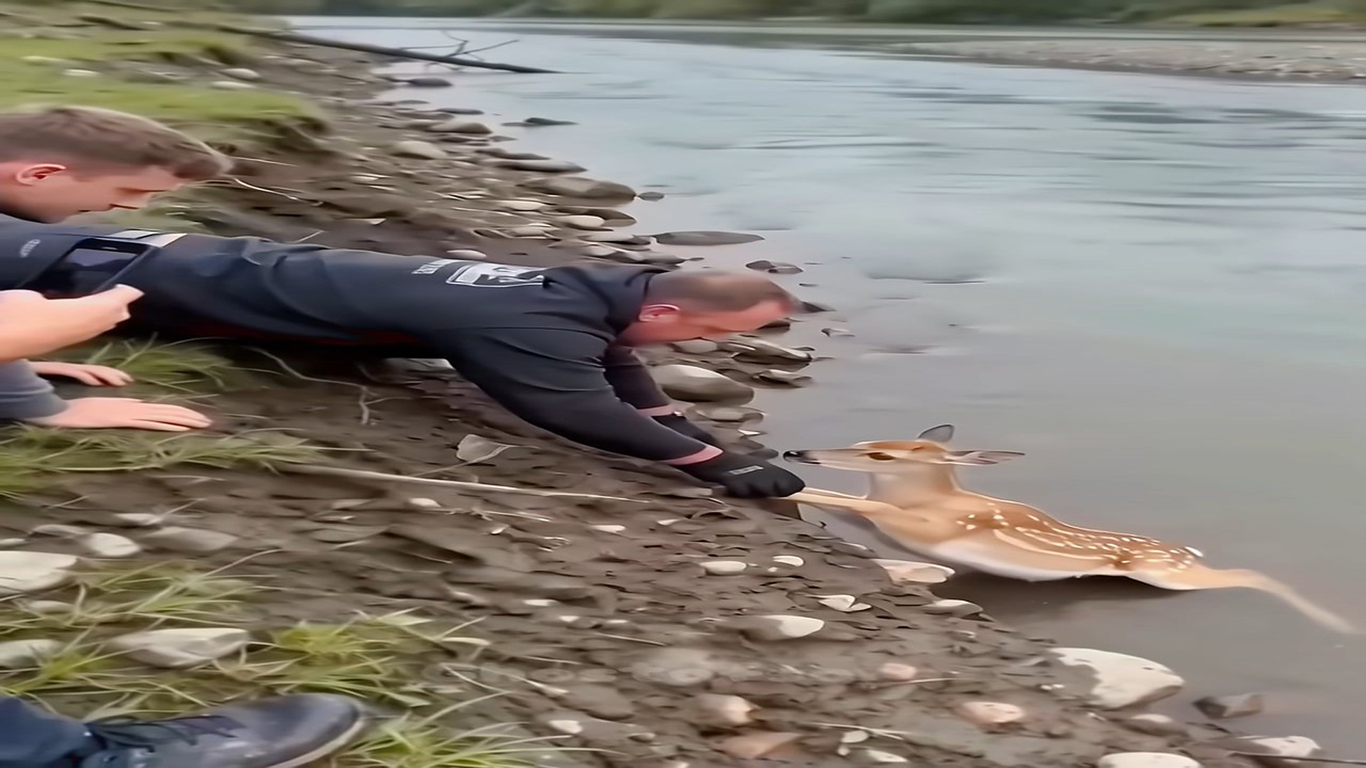 Full Video : N0909038_They spotted a baby deer struggling by the river and immediately came together to pull her to safety
