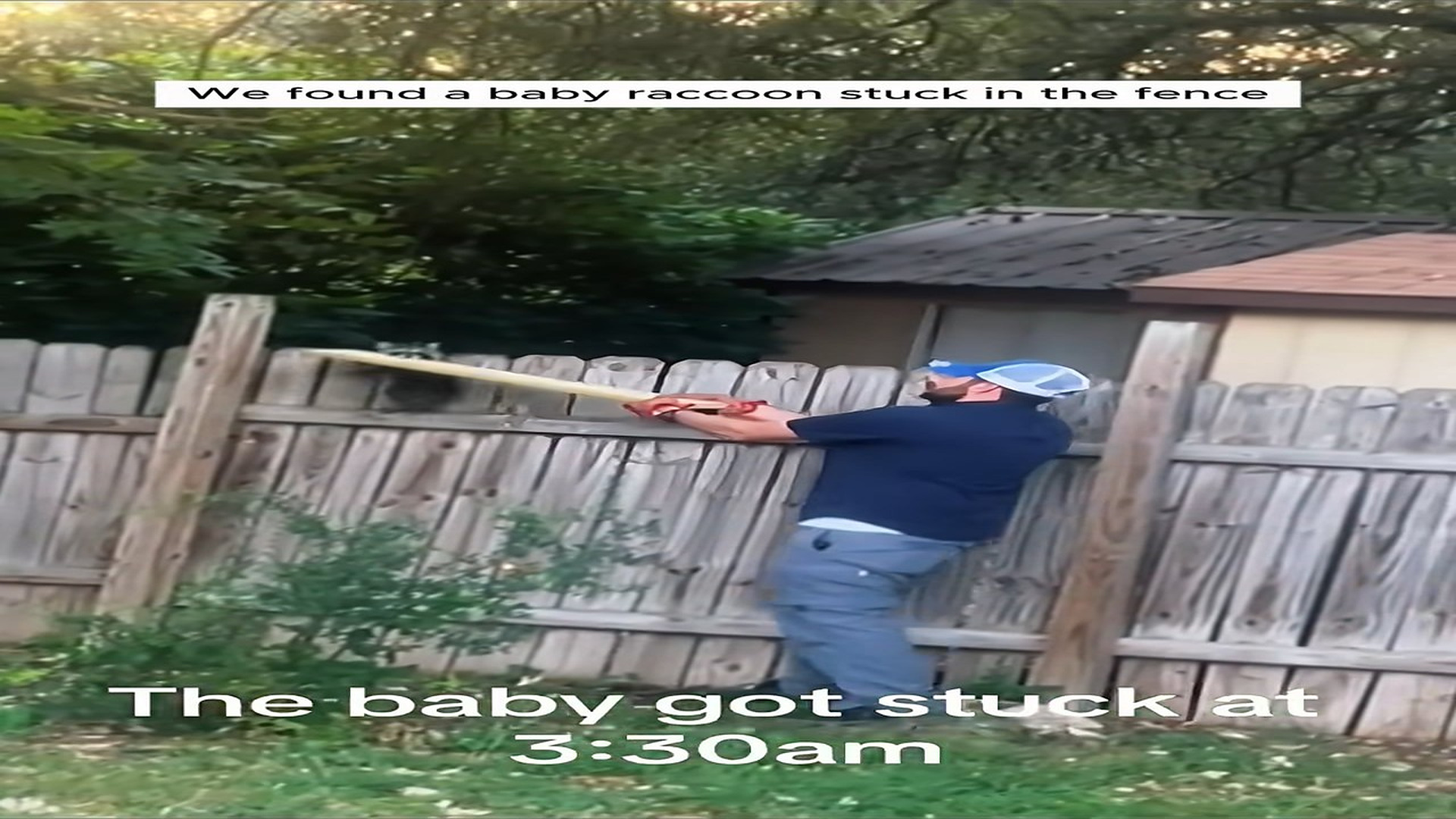 Full Video : N0909039_This couple rescued a baby raccoon stuck in their fence #animals #rescueanimals #animallover #animal